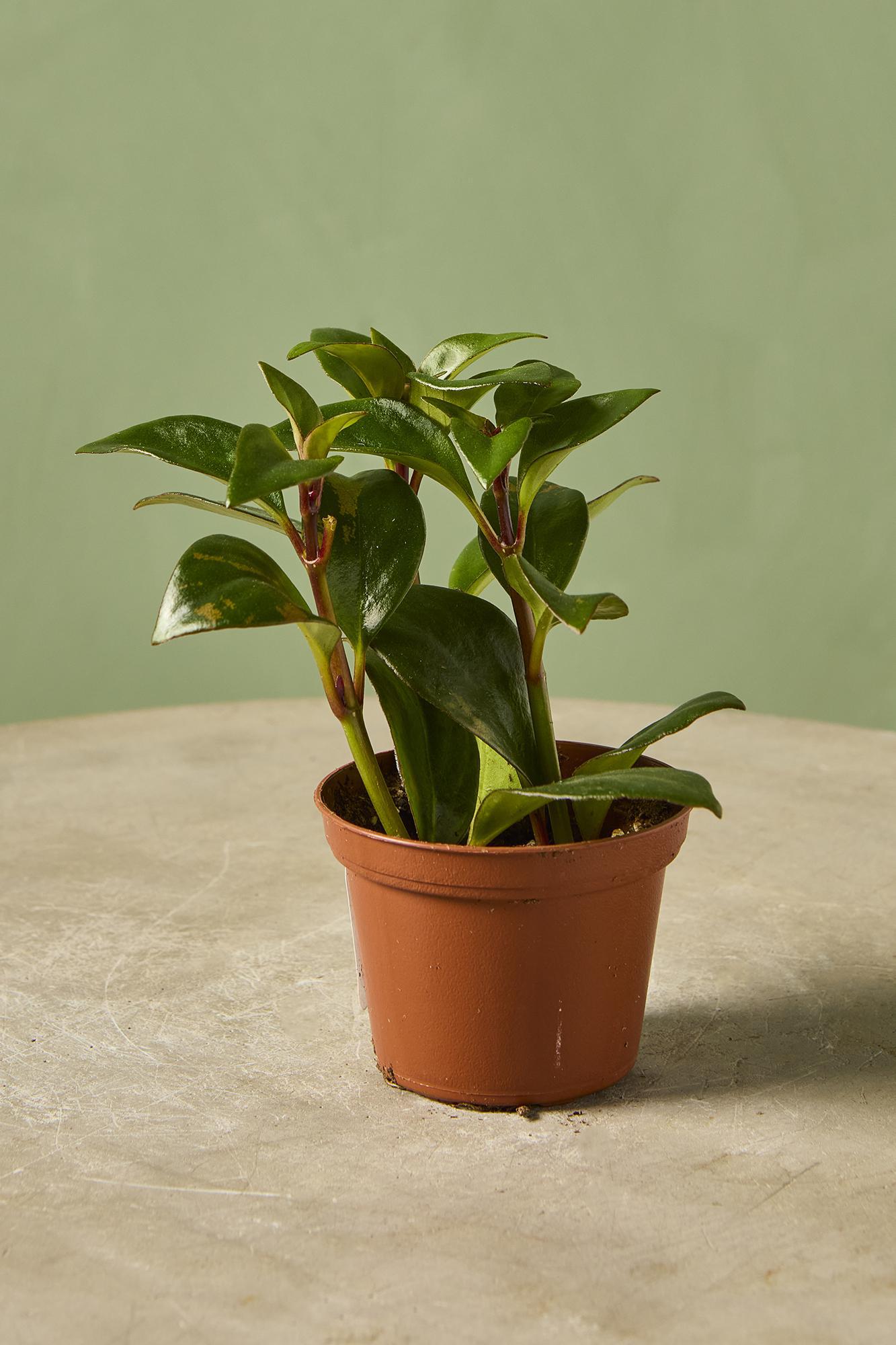 Goldfish Plant 'Tropicana'