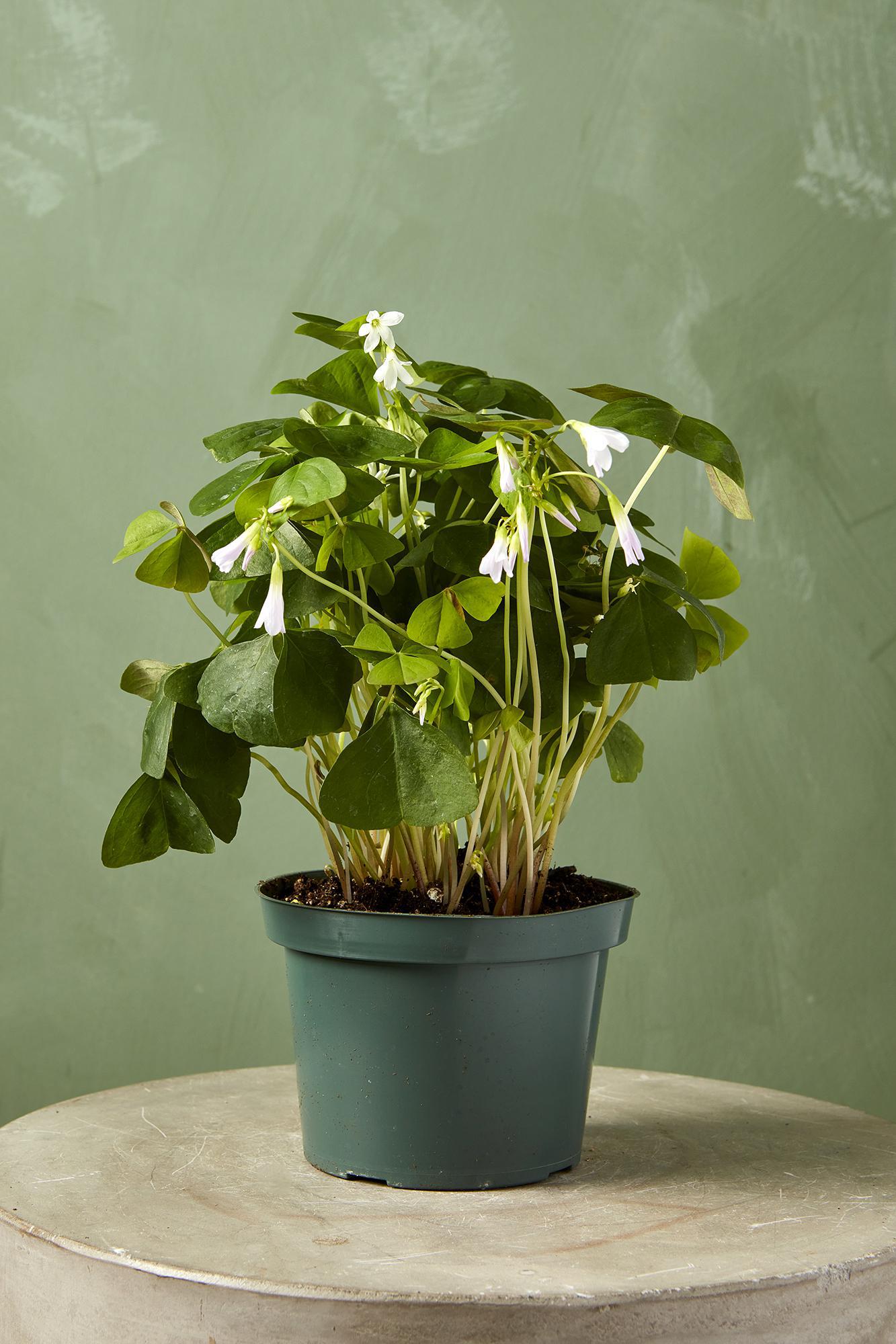 Green Oxalis Triangularis