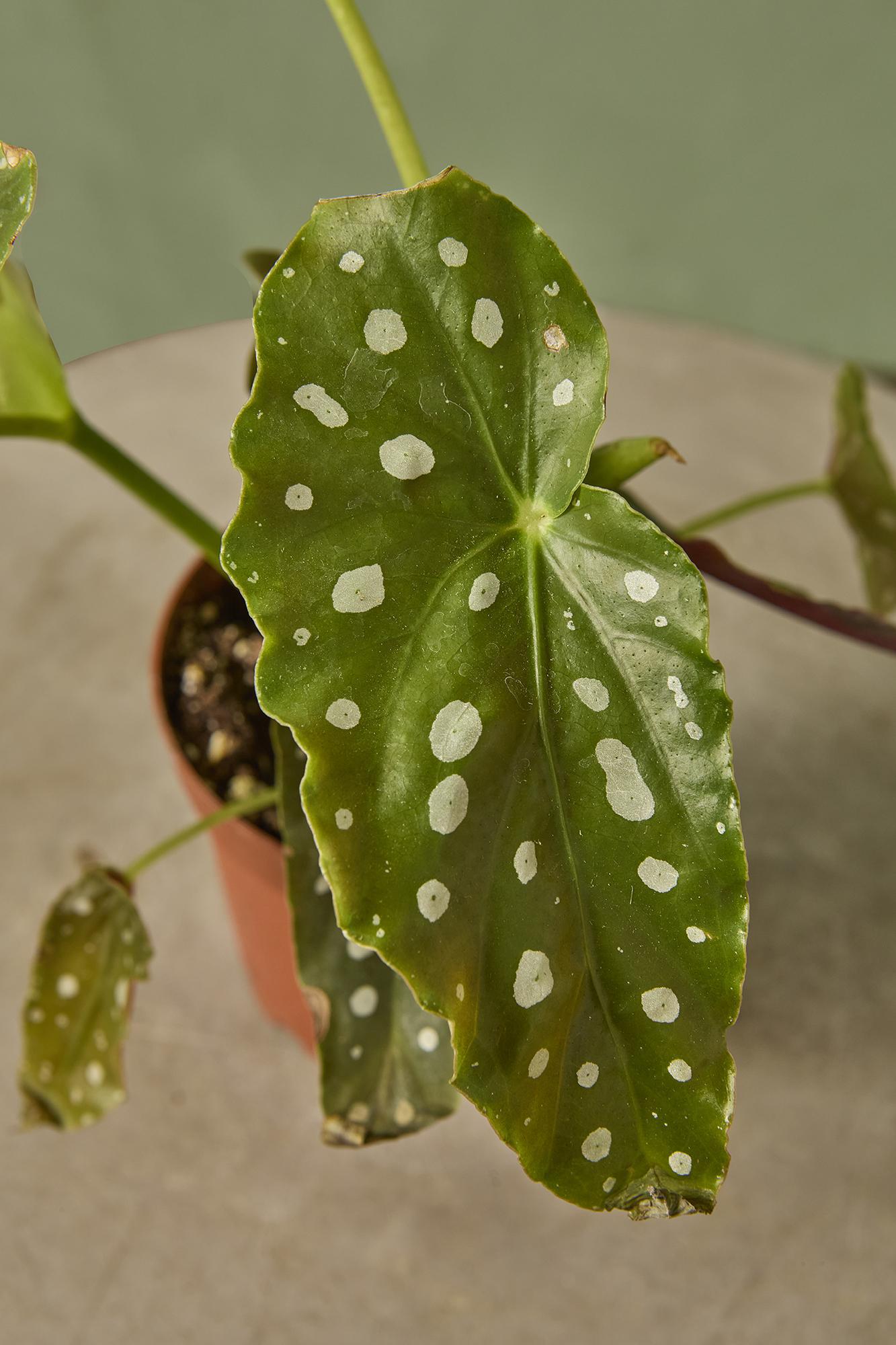 Polka-dot Begonia