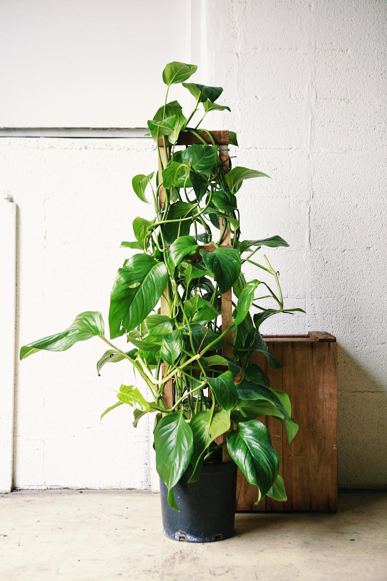 Monstera acacoyaguensis