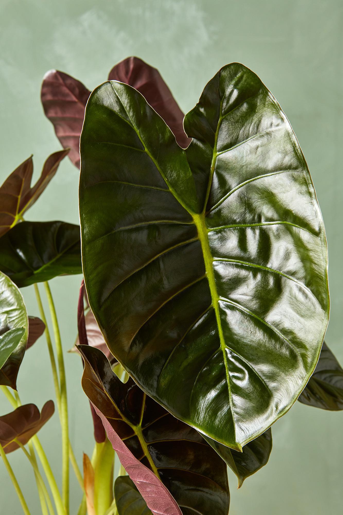 Alocasia 'Golden Bone'