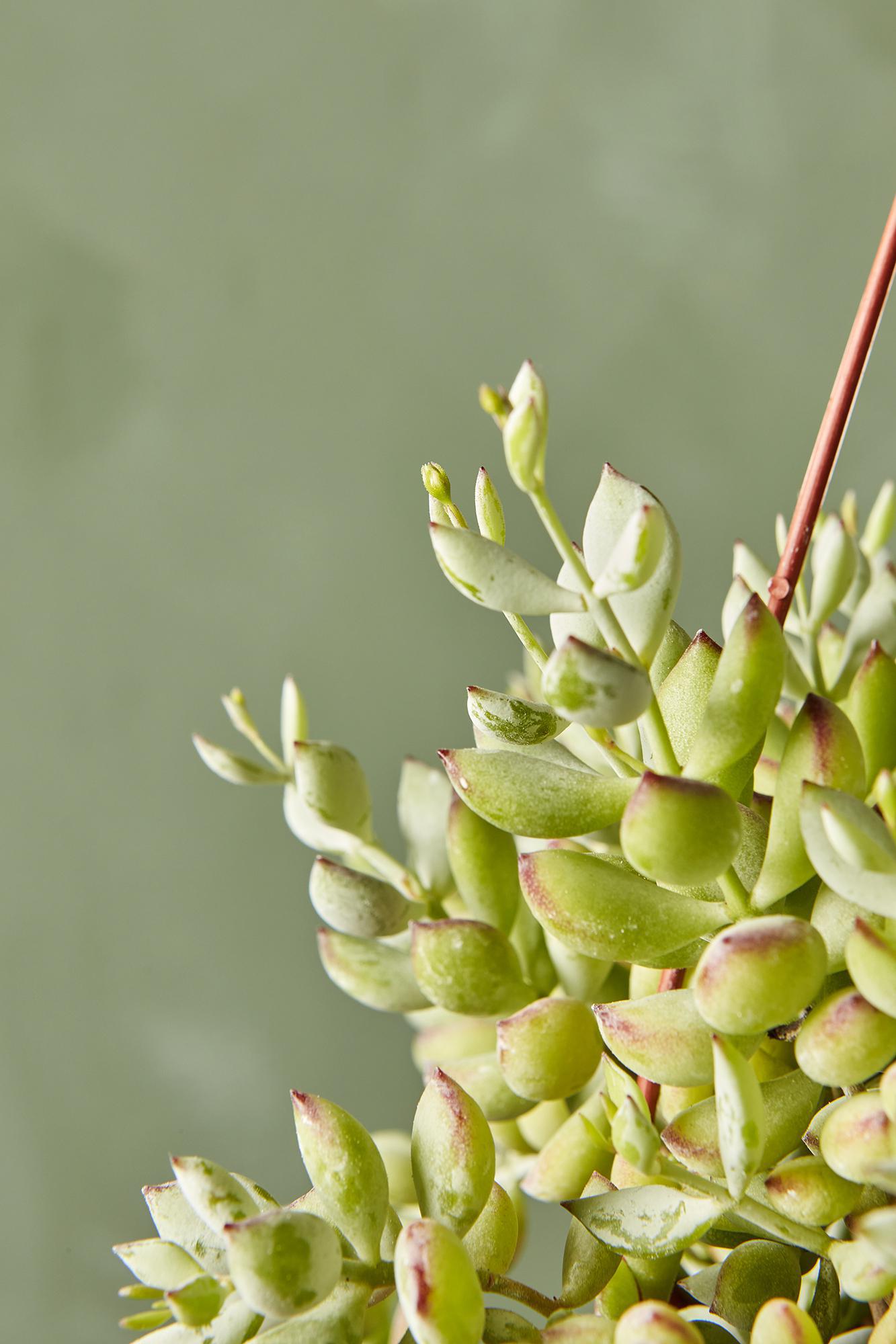 Cotyledon Pendens