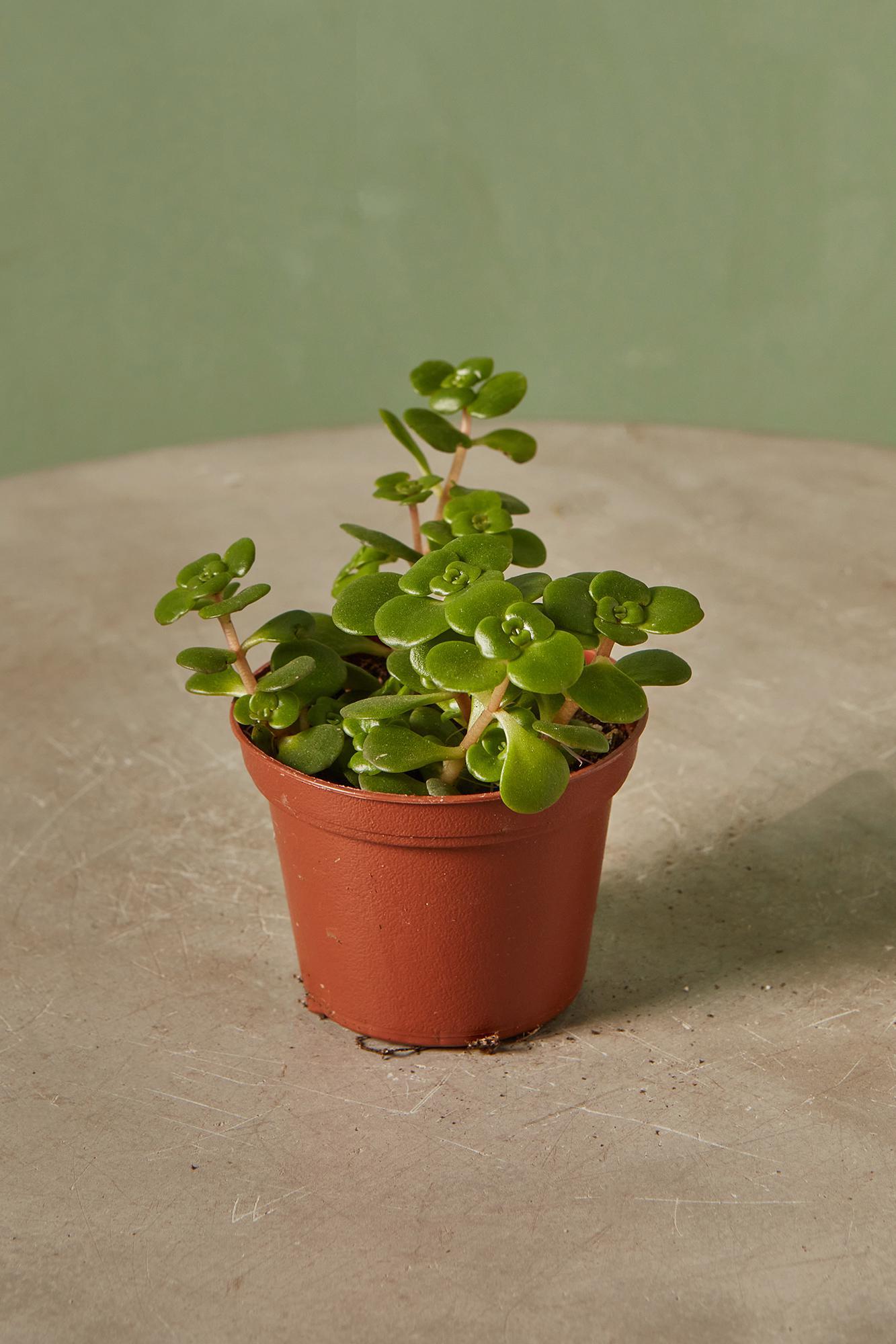 Corsican Stonecrop