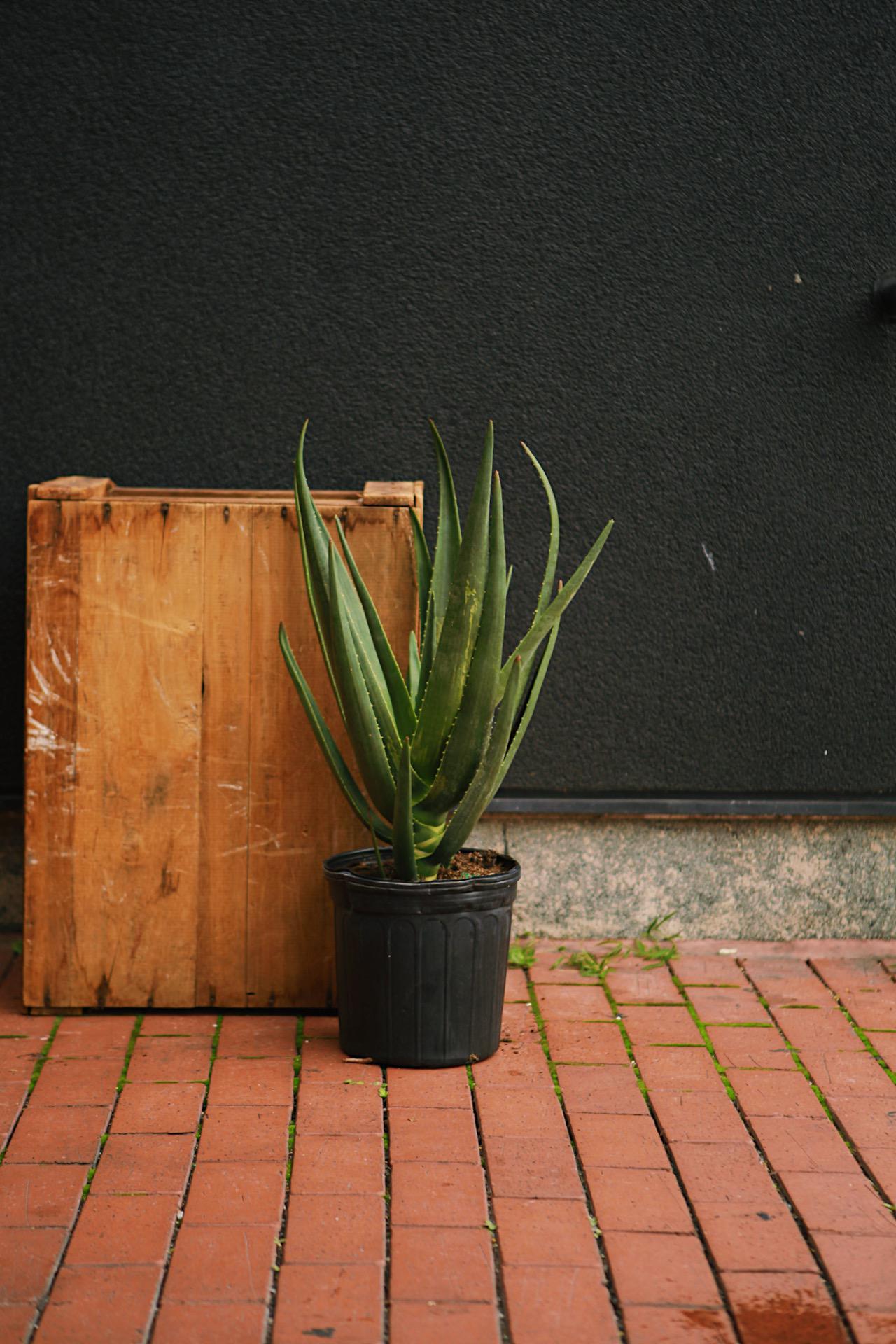 Aloe 'Hercules'