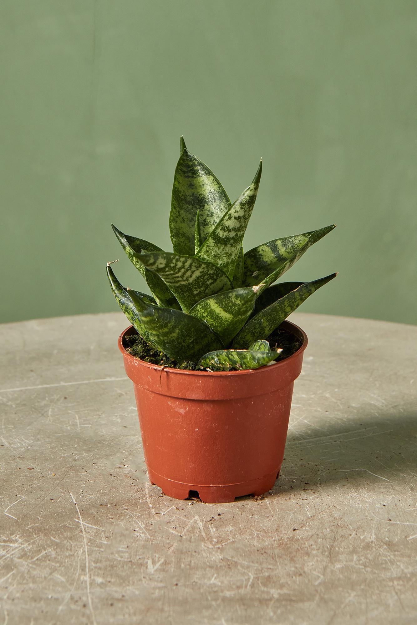 Snake Plant 'Pagoda' hybrid