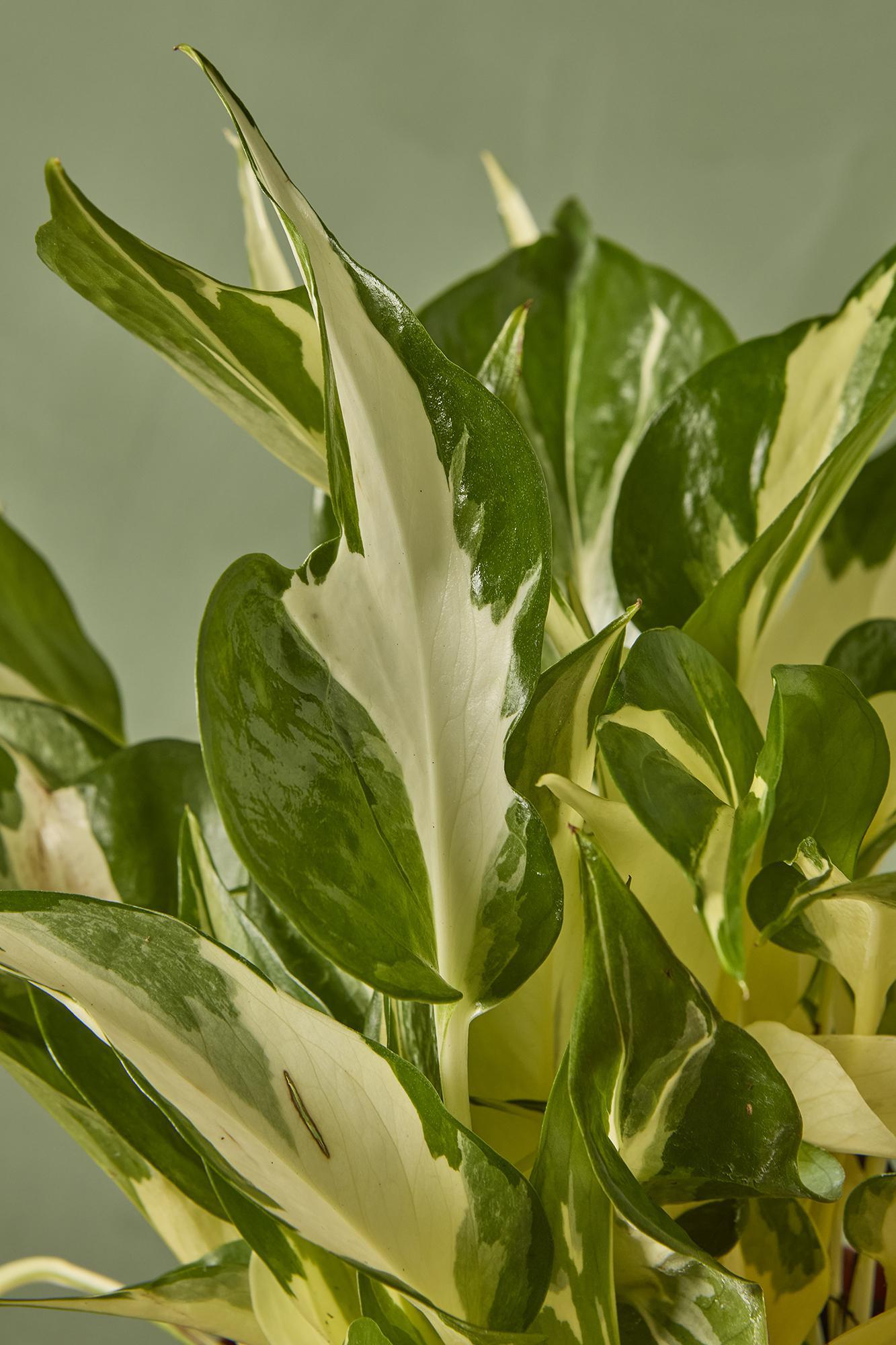 Manjula Pothos