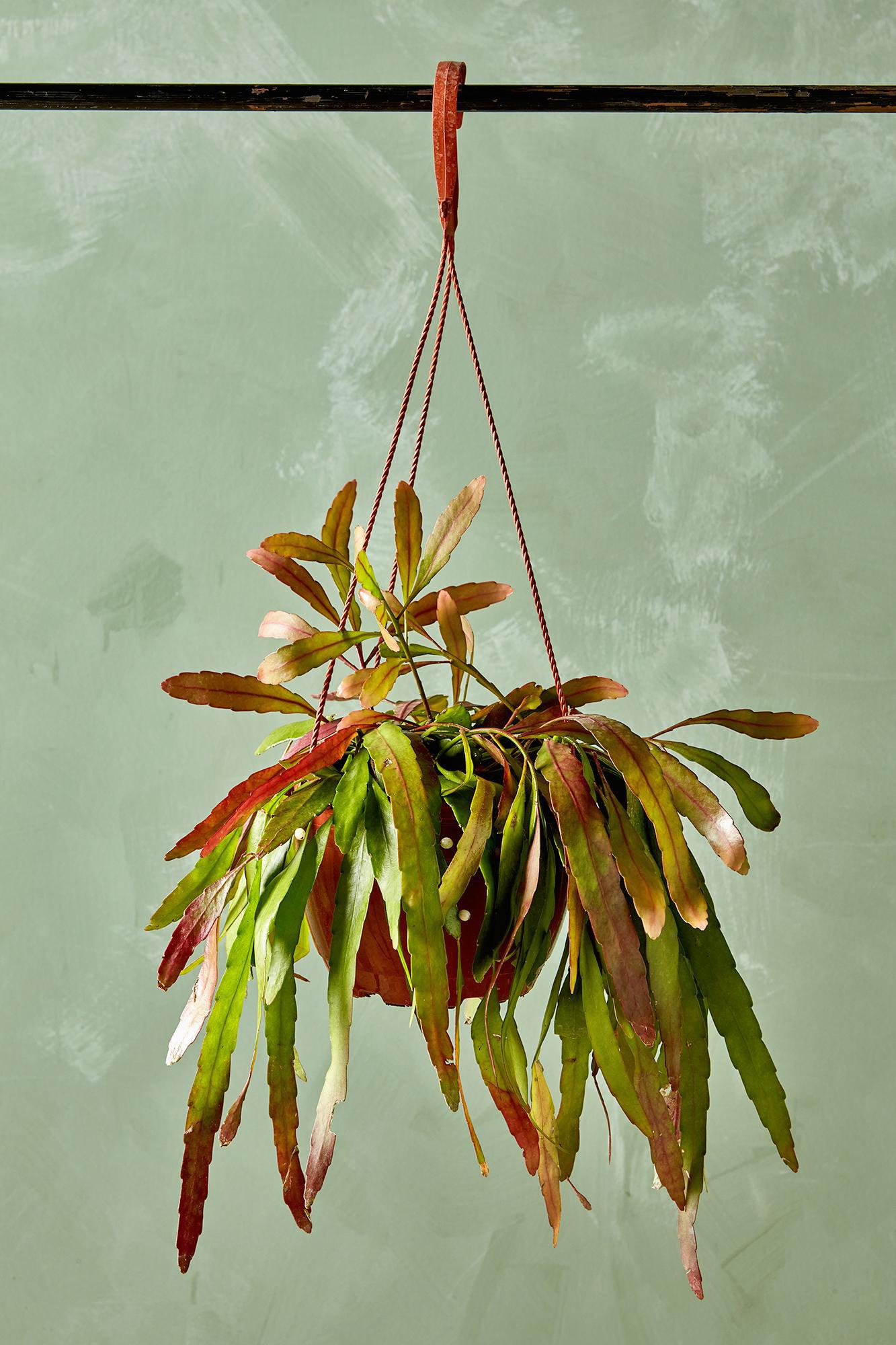 Red Mistletoe Cactus