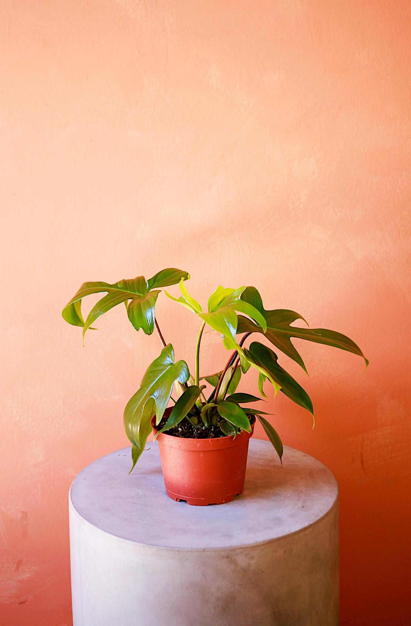 Philodendron 'Florida Green'