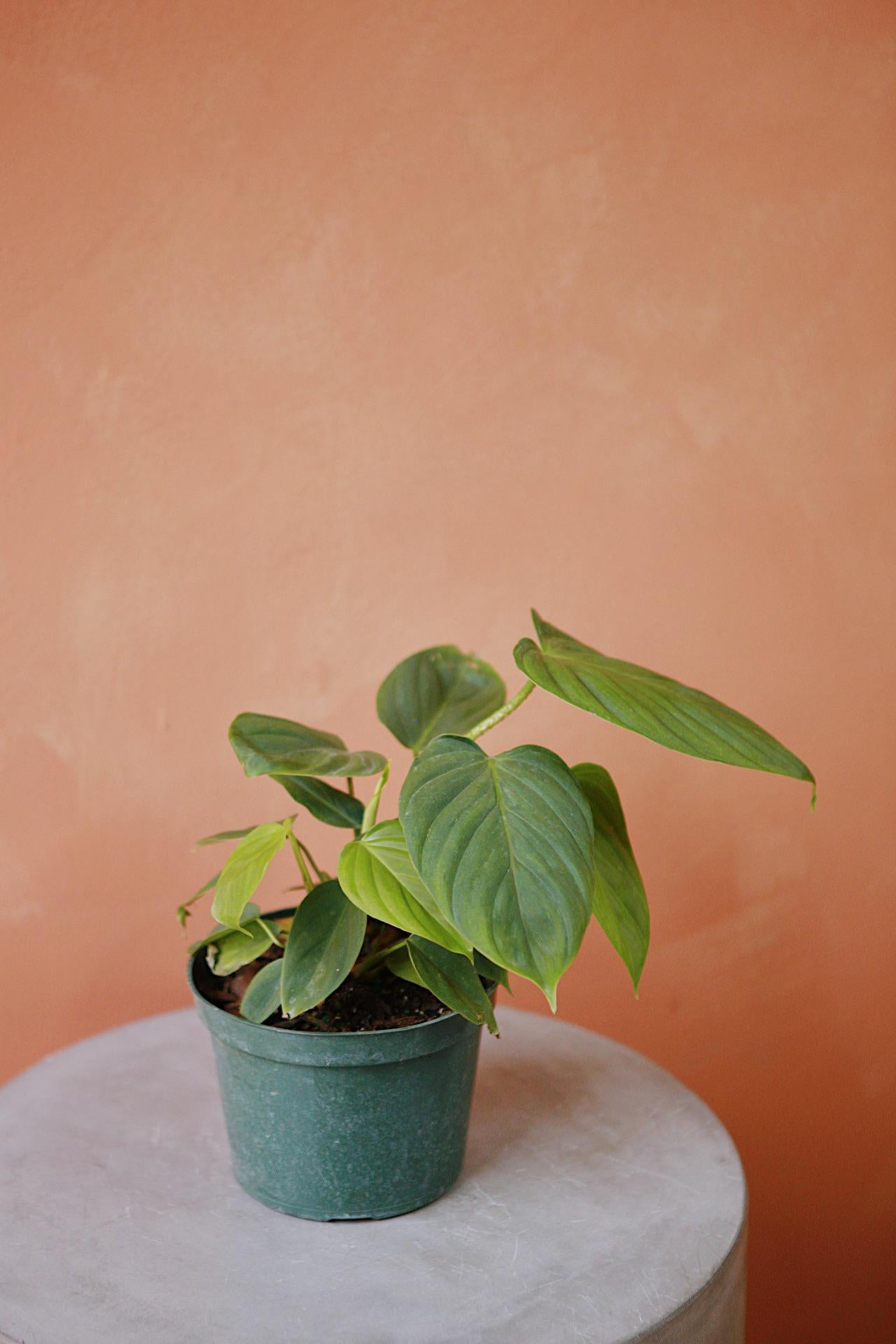 Philodendron 'Fuzzy Petiole'