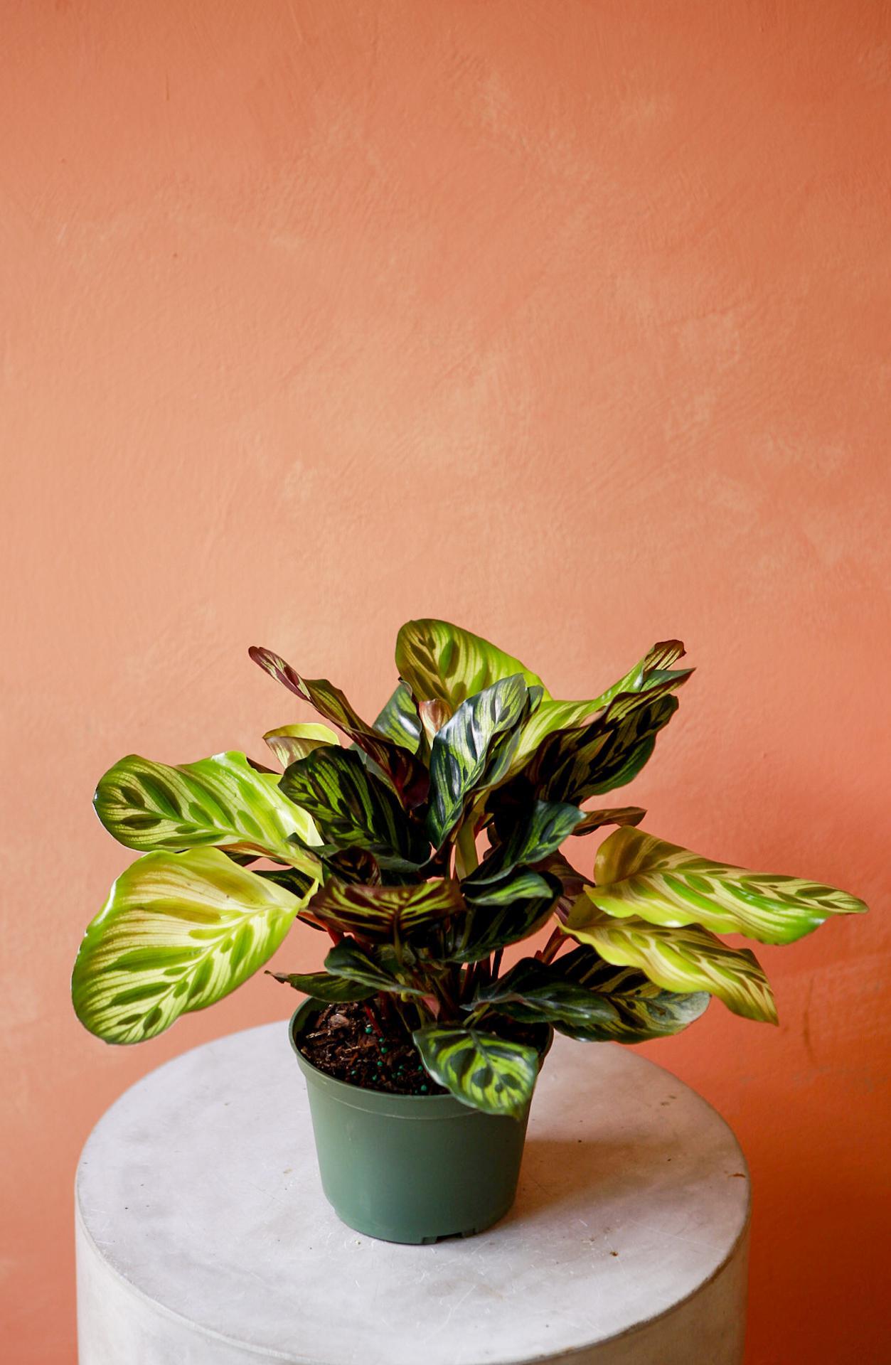 Peacock Calathea