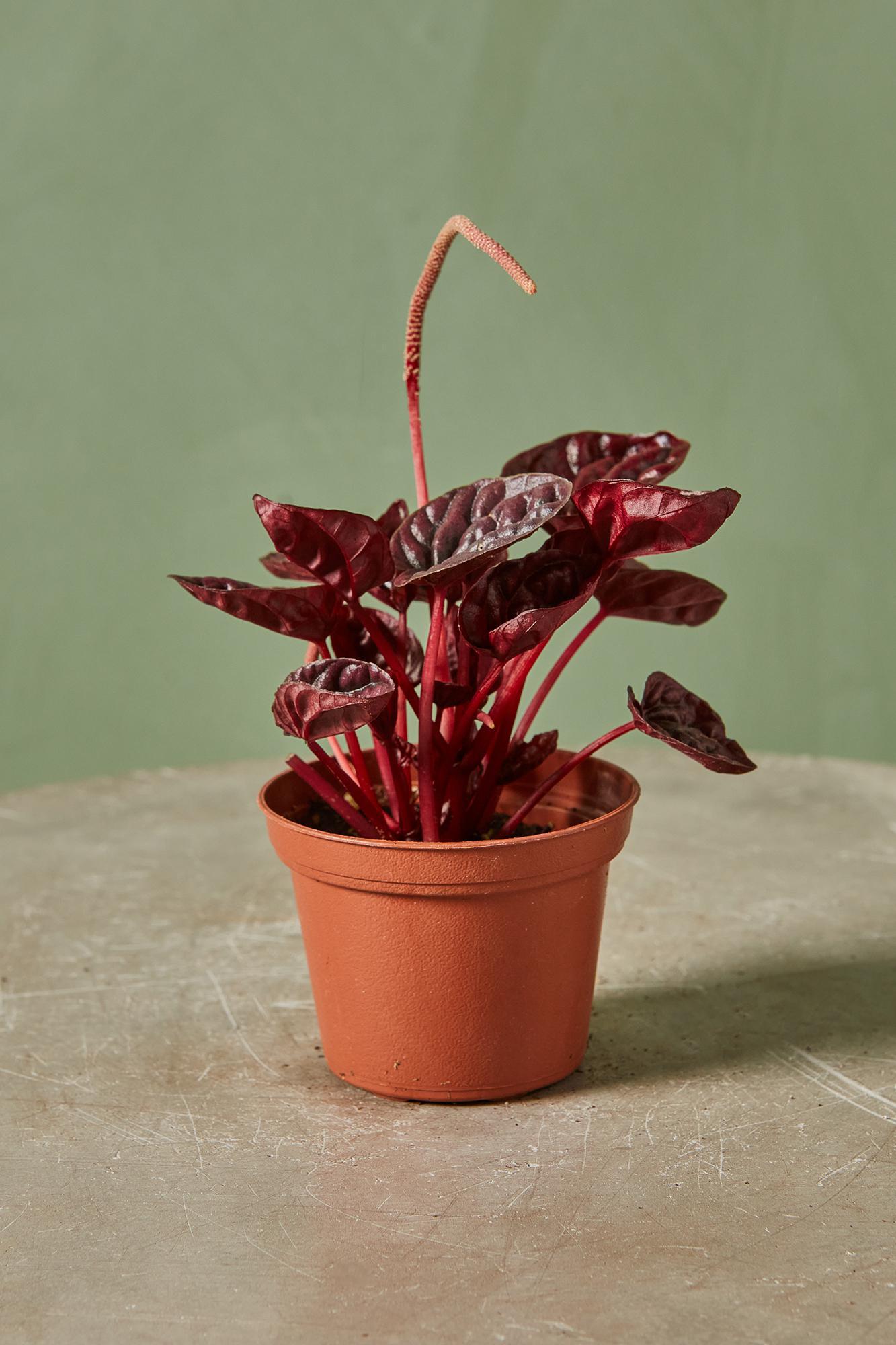 Peperomia 'Red Ripple'