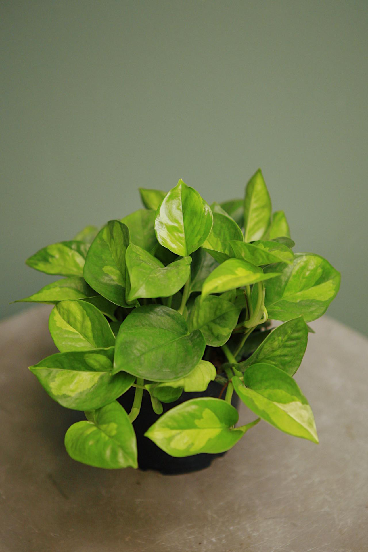 Global Green' Pothos