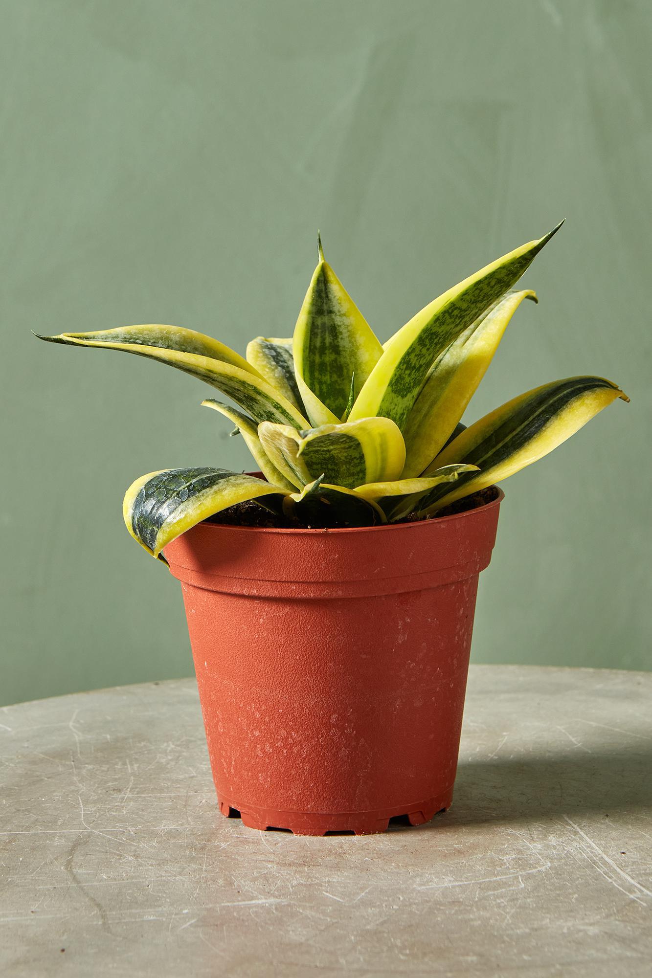 Snake Plant 'Sunshine'