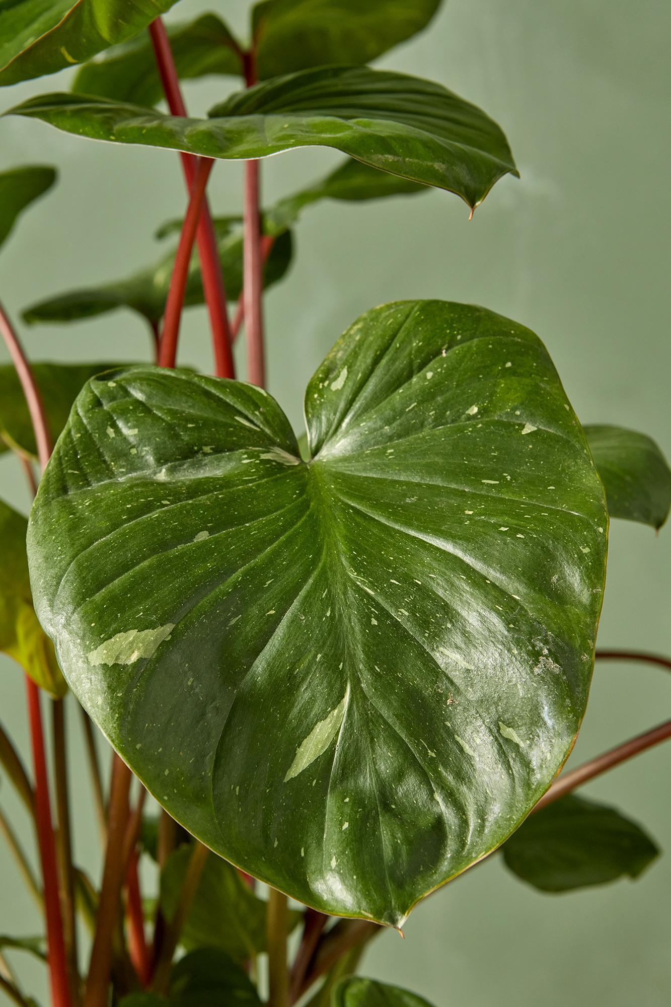 Variegated Homalomena rubescens