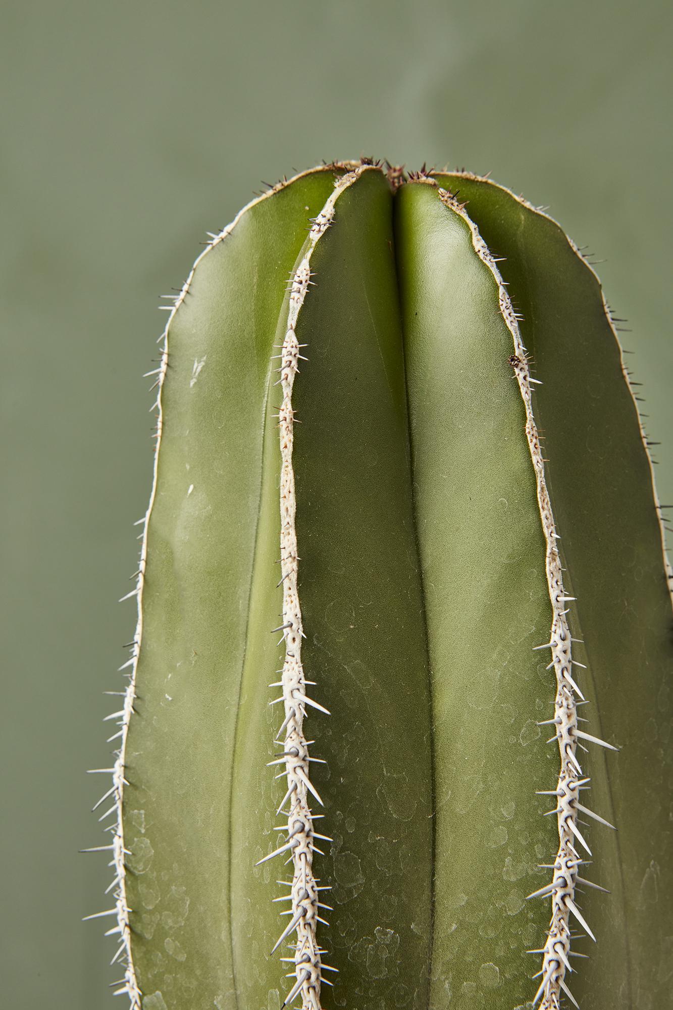 Mexican Fence Post Cactus