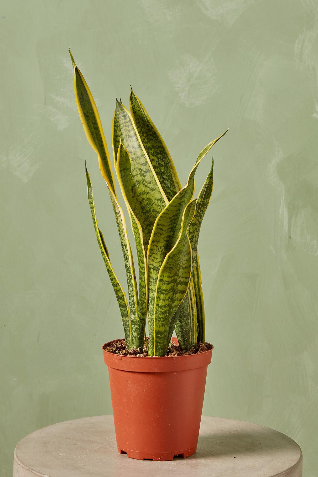 Snake Plant 'Lauren'