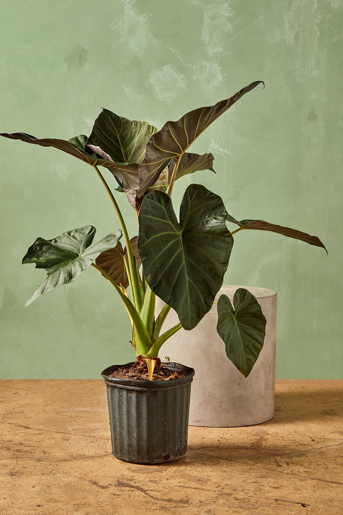 Alocasia 'Regal Shields'