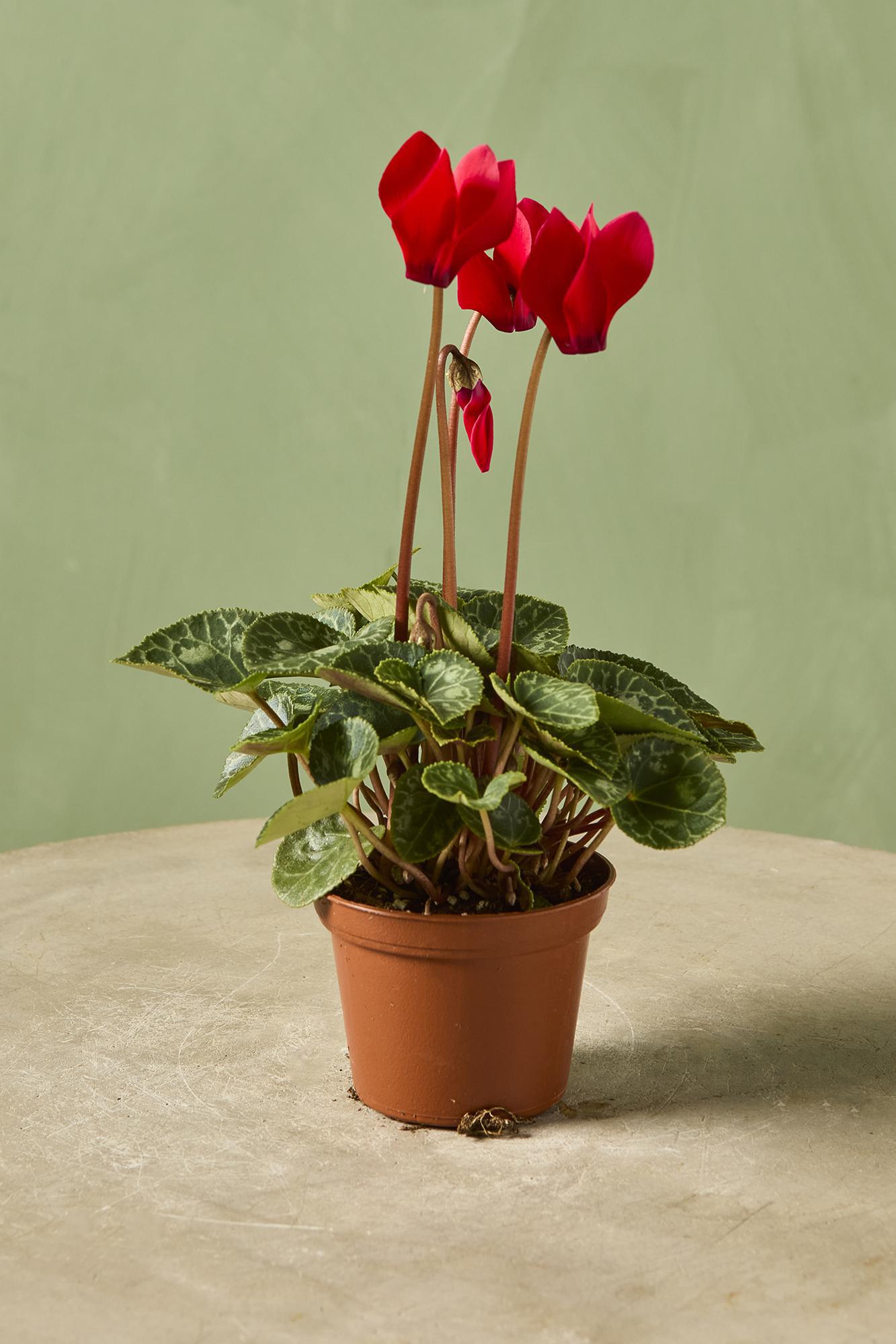 Cyclamen persicum