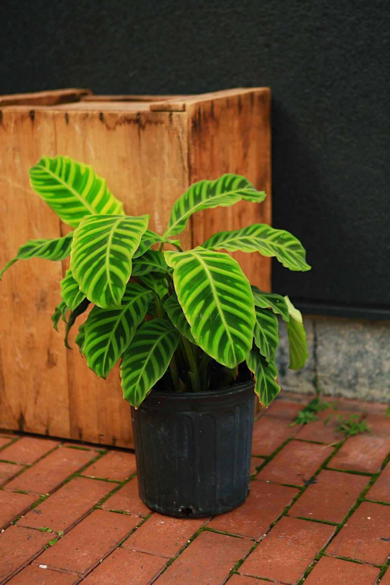 Zebra Calathea