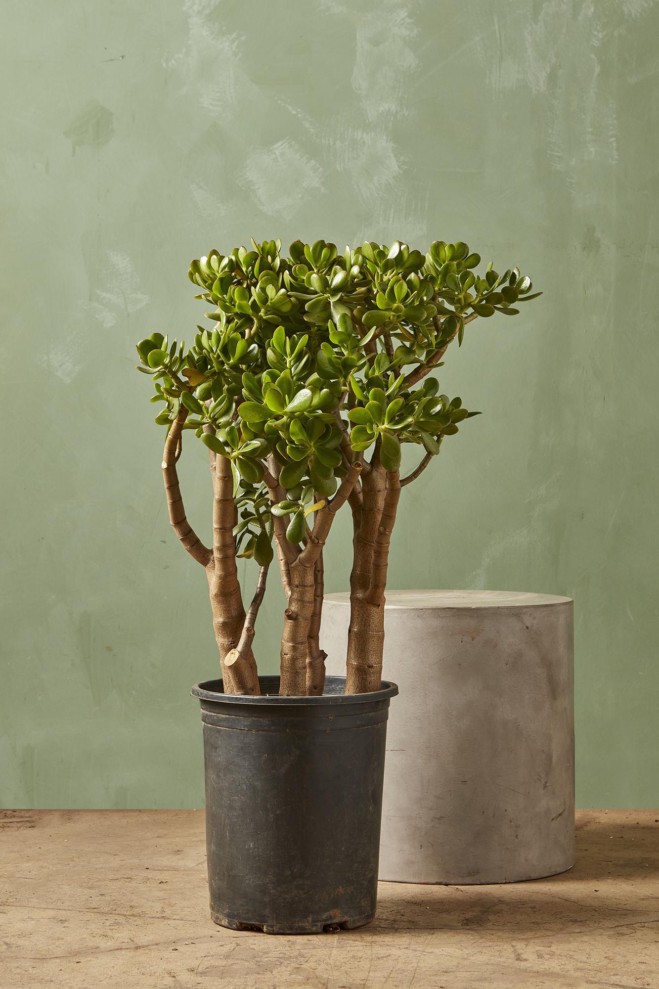 Jade Plant