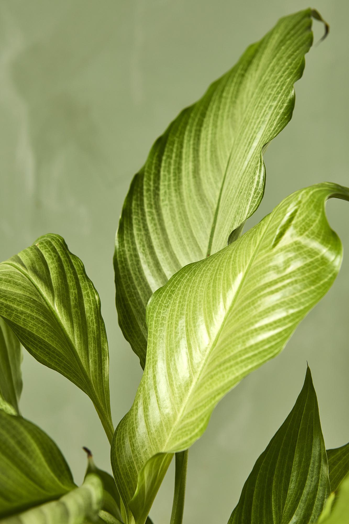 Peace Lily 'Platinum Mist'