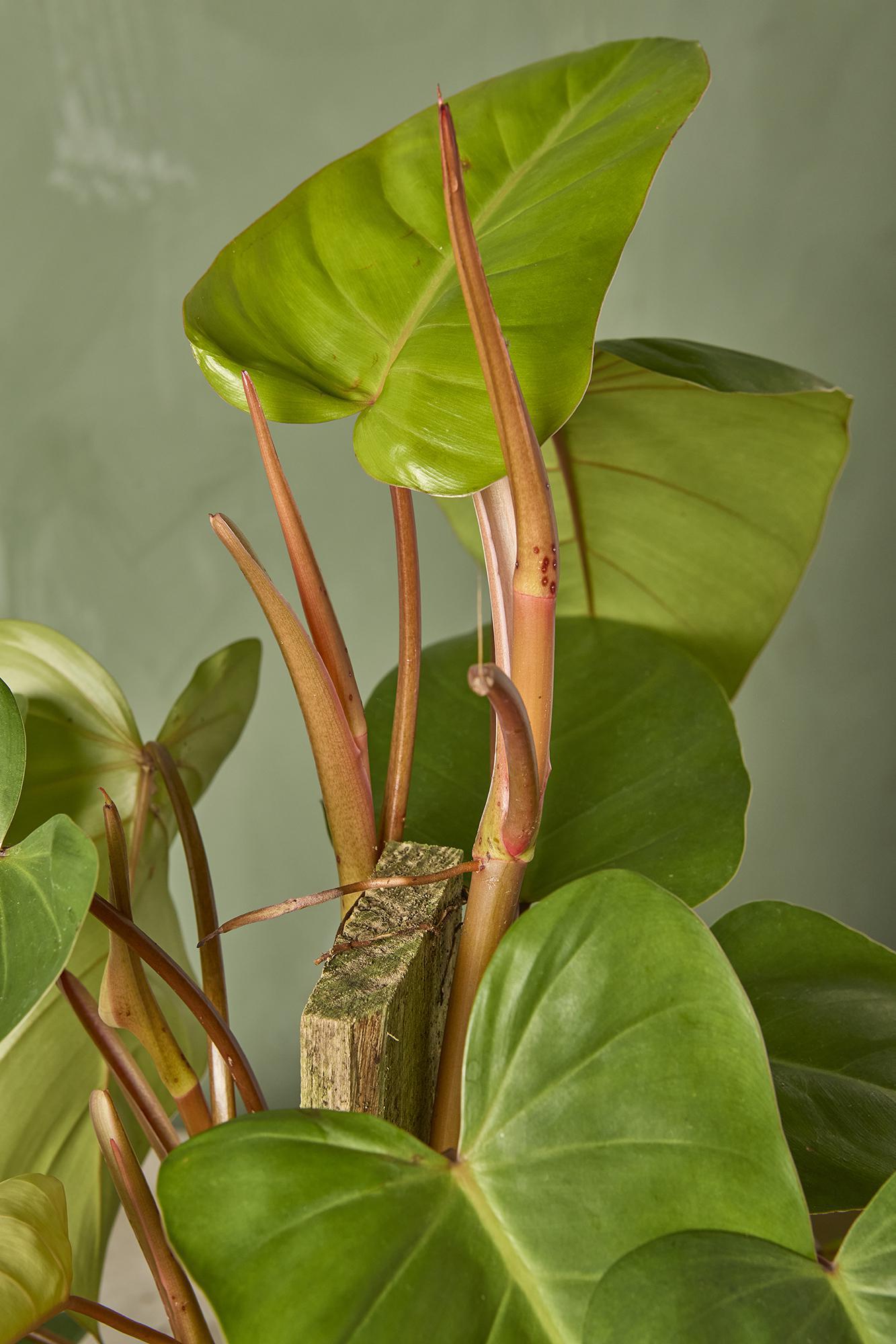 Philodendron 'Red Emerald'