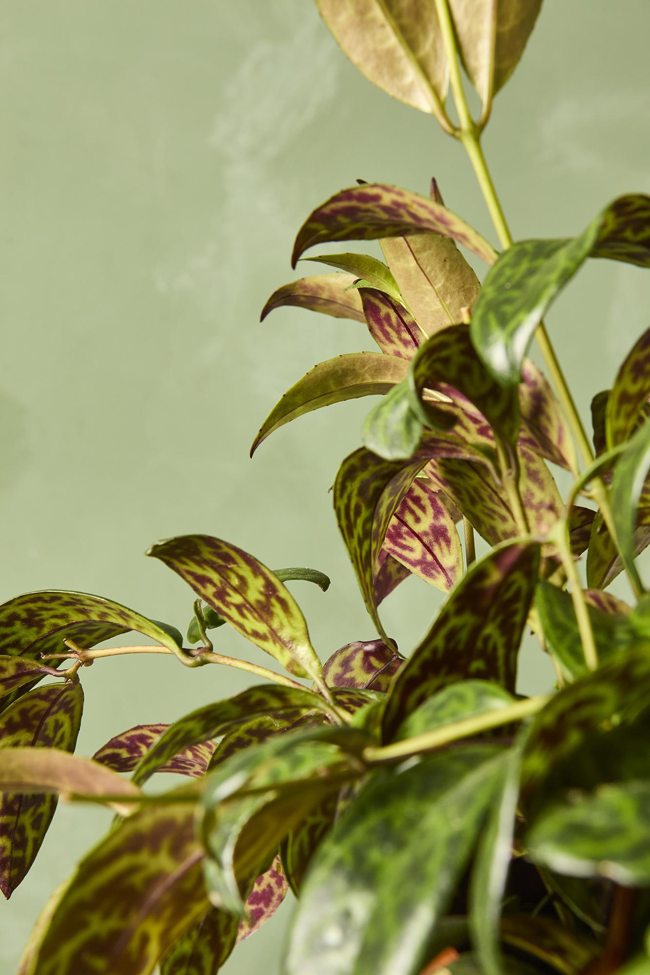 Black Pagoda Lipstick Plant