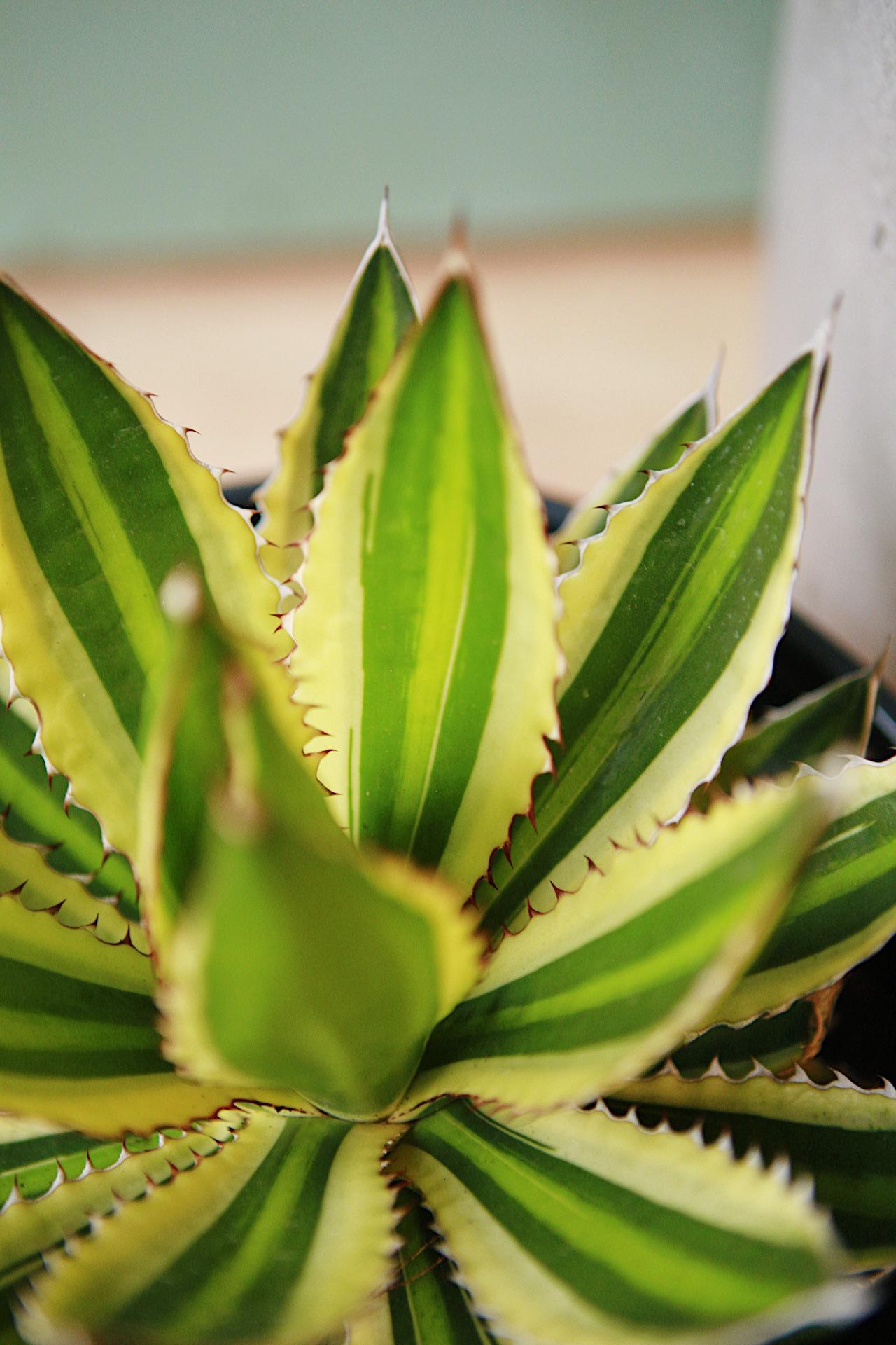 Agave 'Quadricolor'