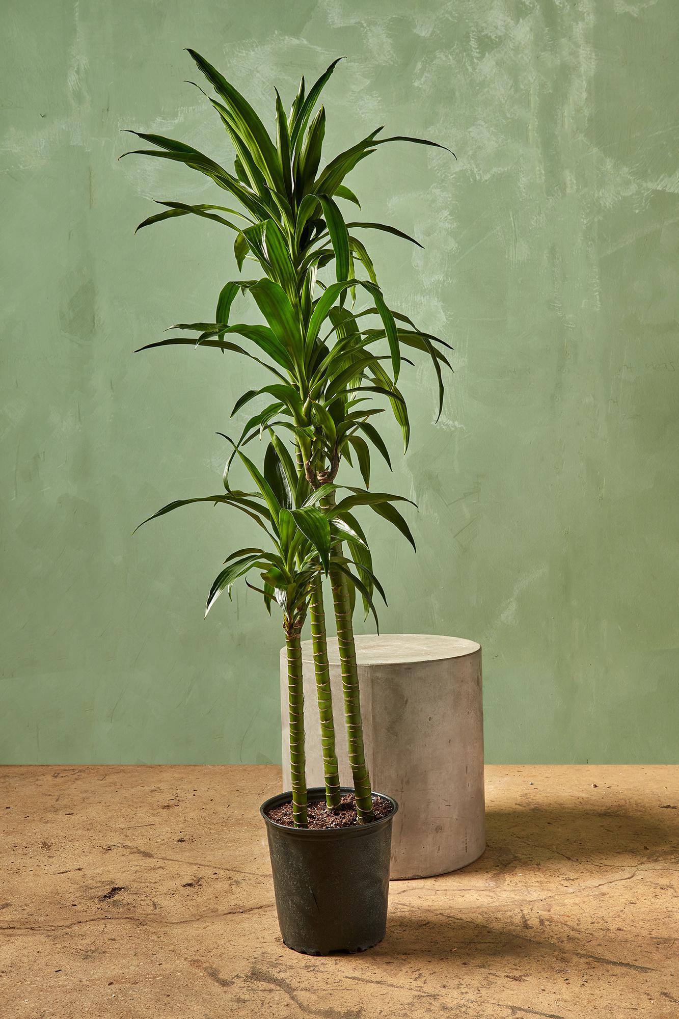 Dracaena Elegance