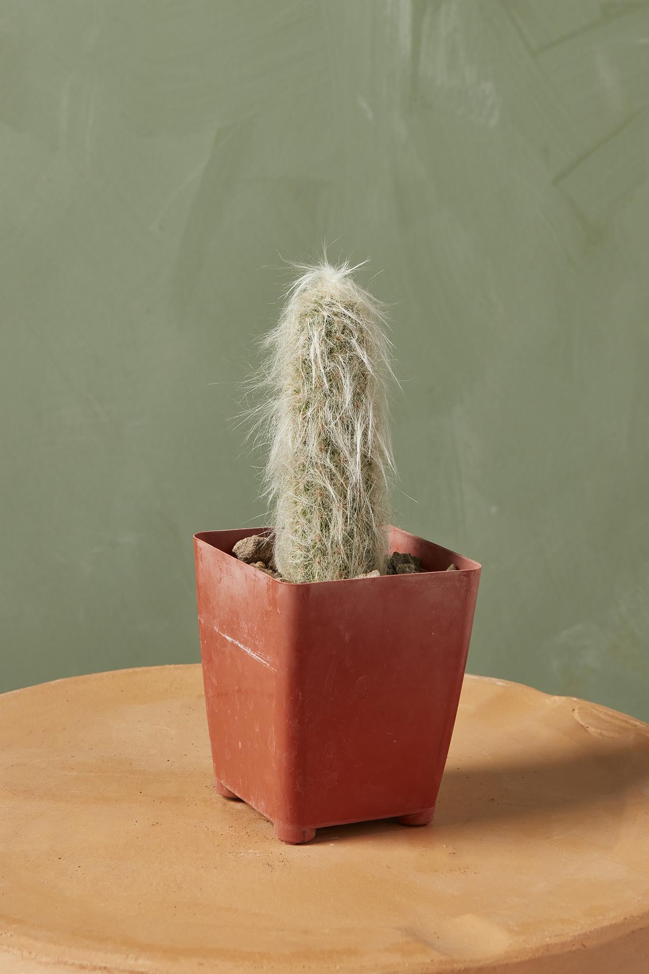 Old Man Cactus