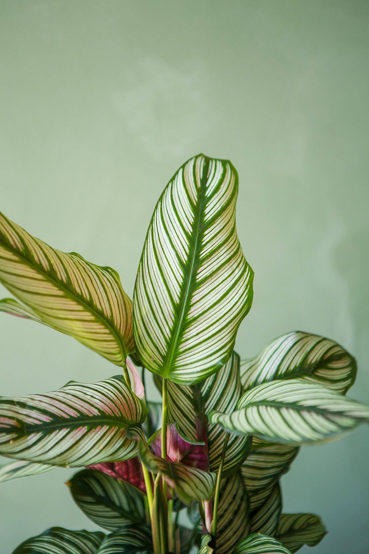 Calathea 'White Star'