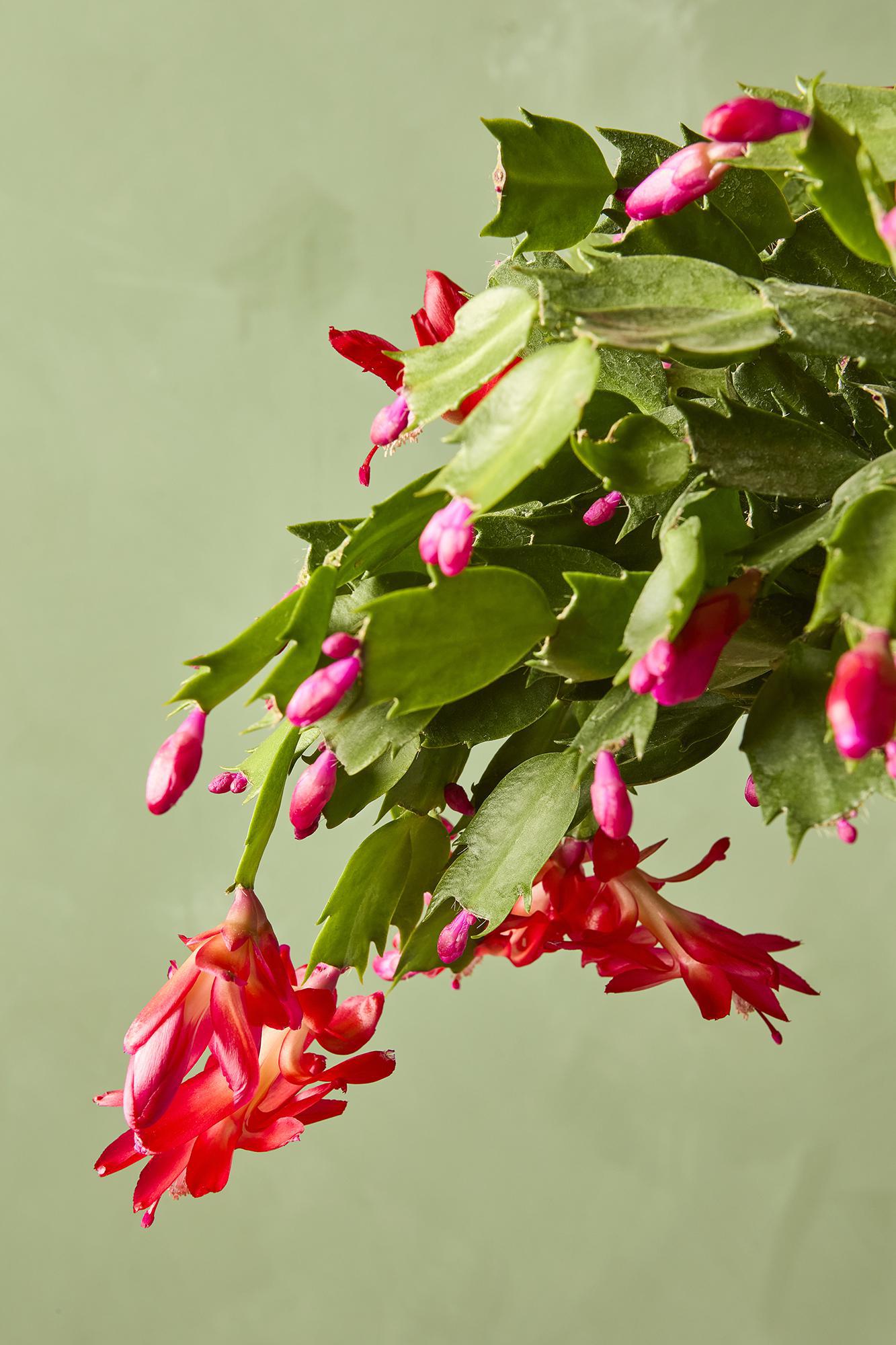 Thanksgiving Cactus