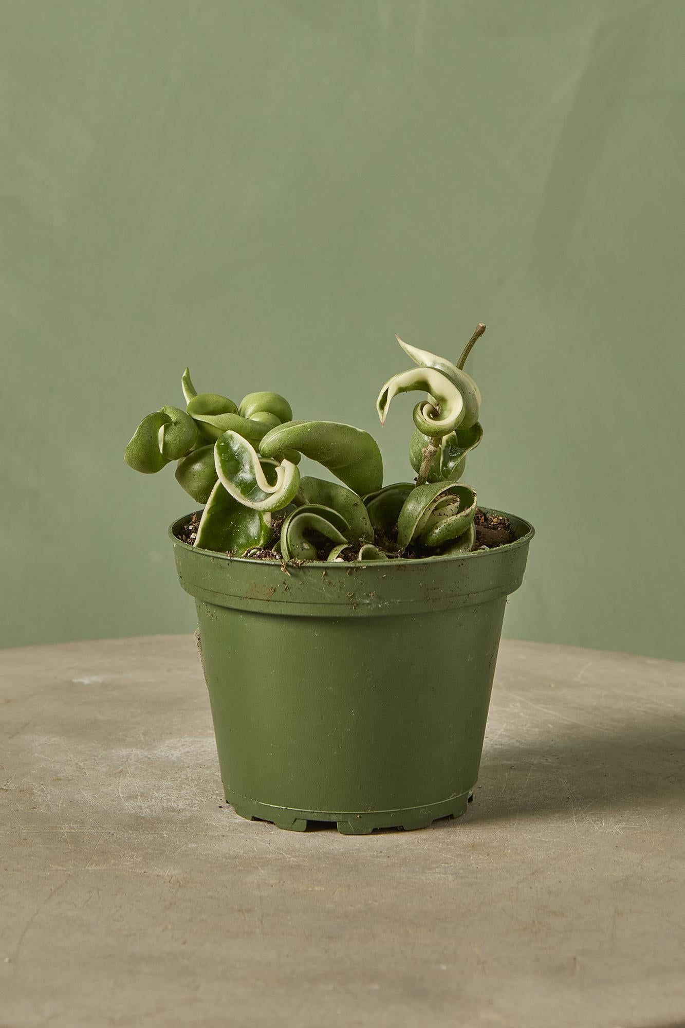 Variegated Hoya Rope