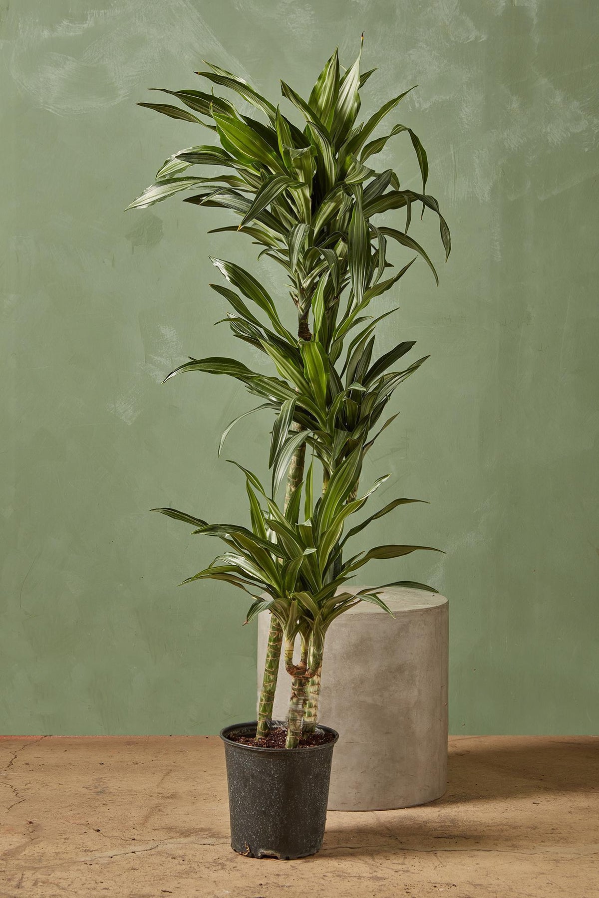 Dracaena 'Warneckii Ulises'