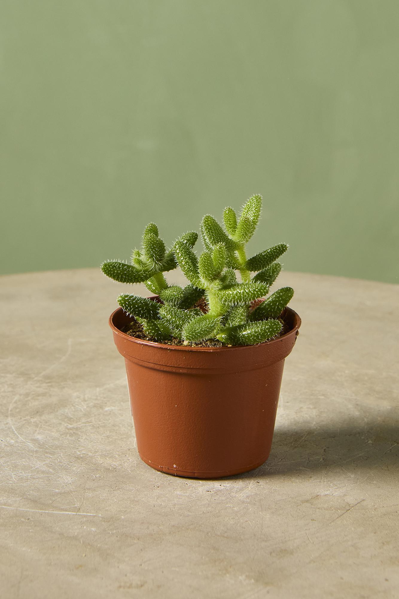 Delosperma 'Gherkin'