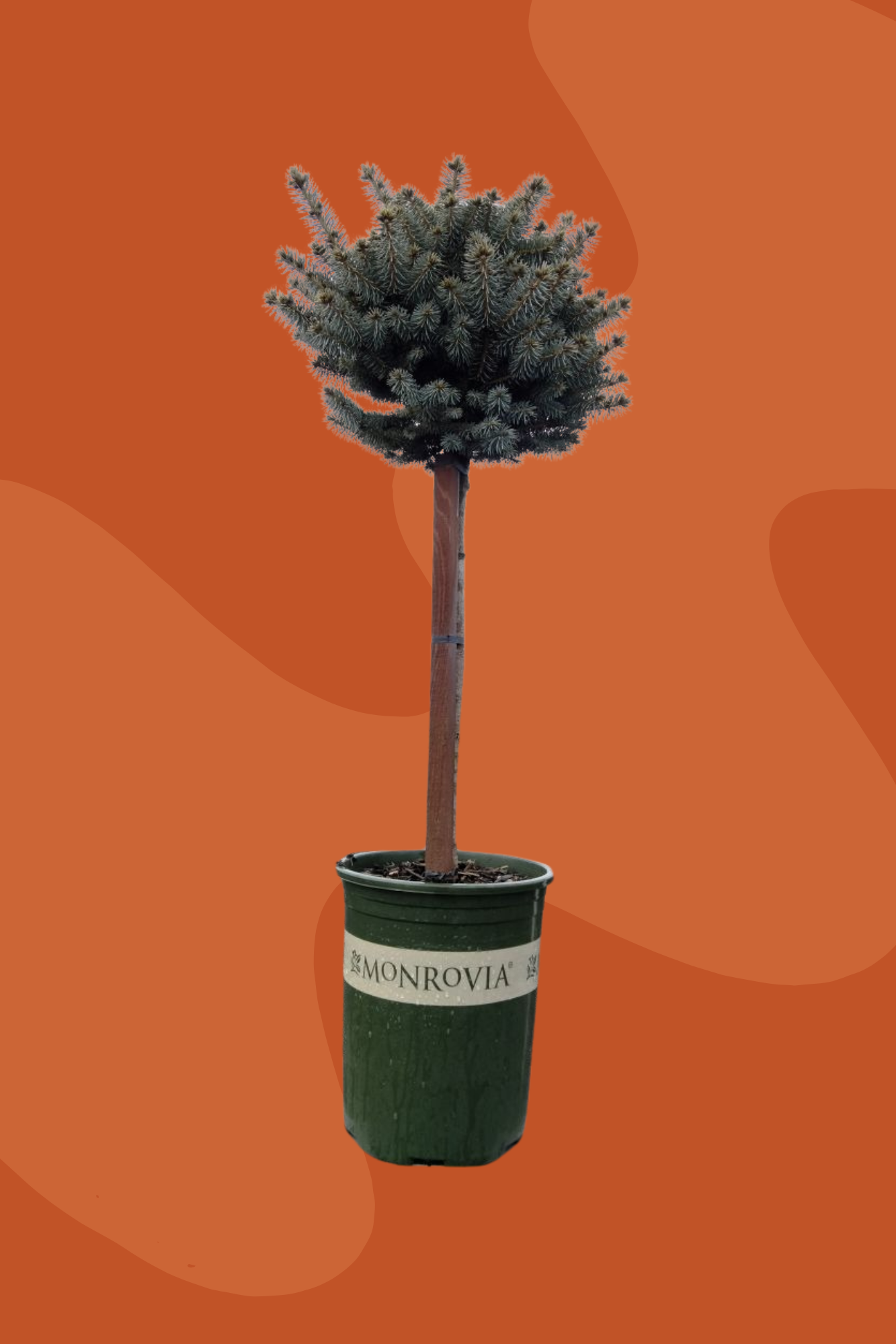 Dwarf Globe Blue Spruce