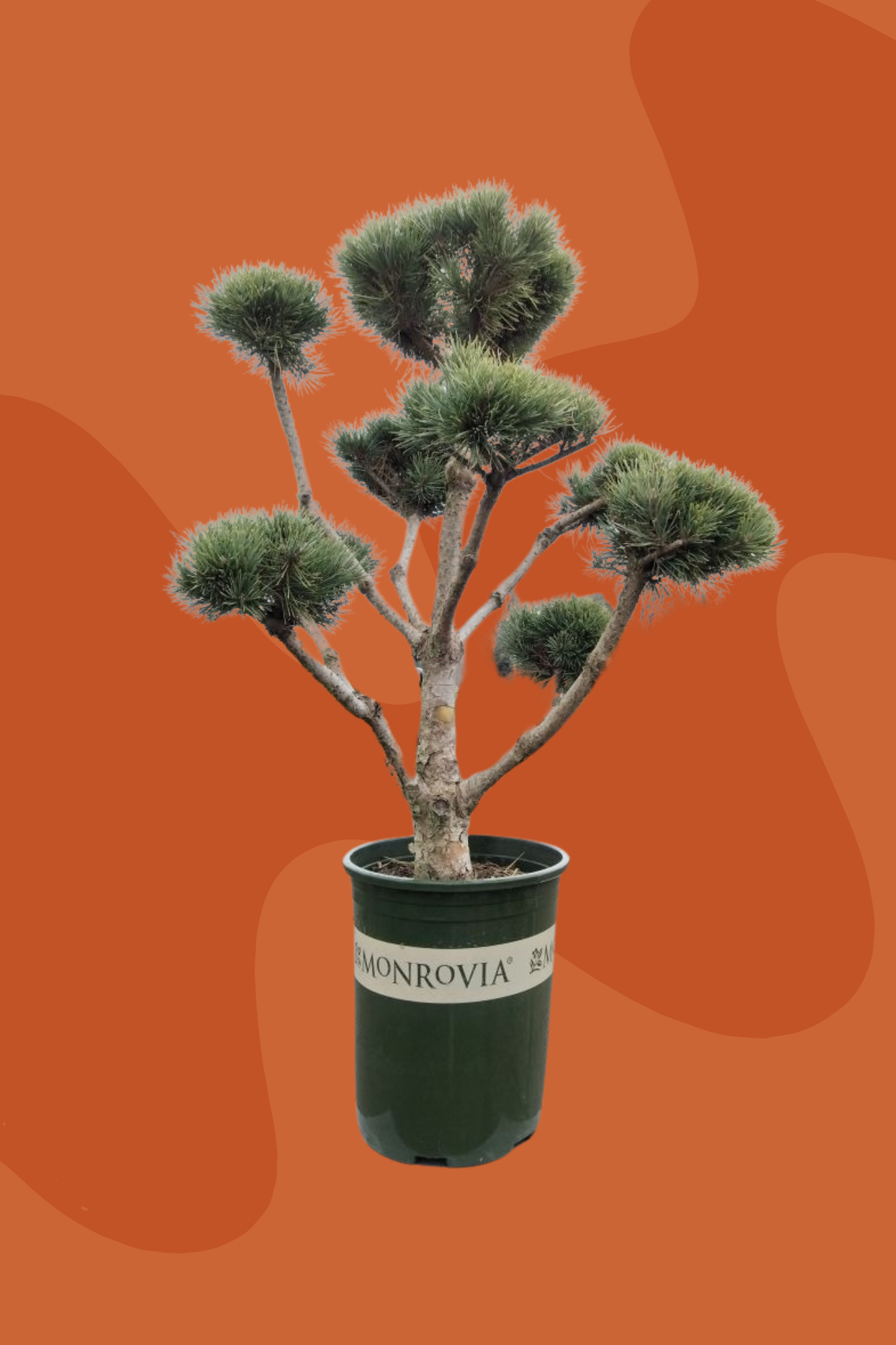 Dwarf Scotch Pine