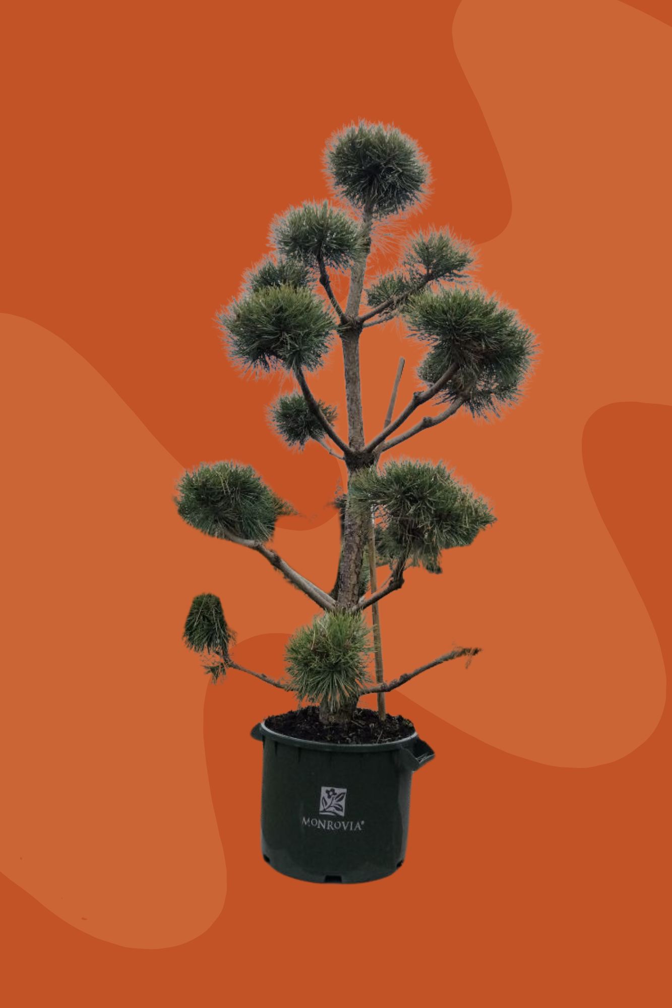 French Blue Scotch Pine