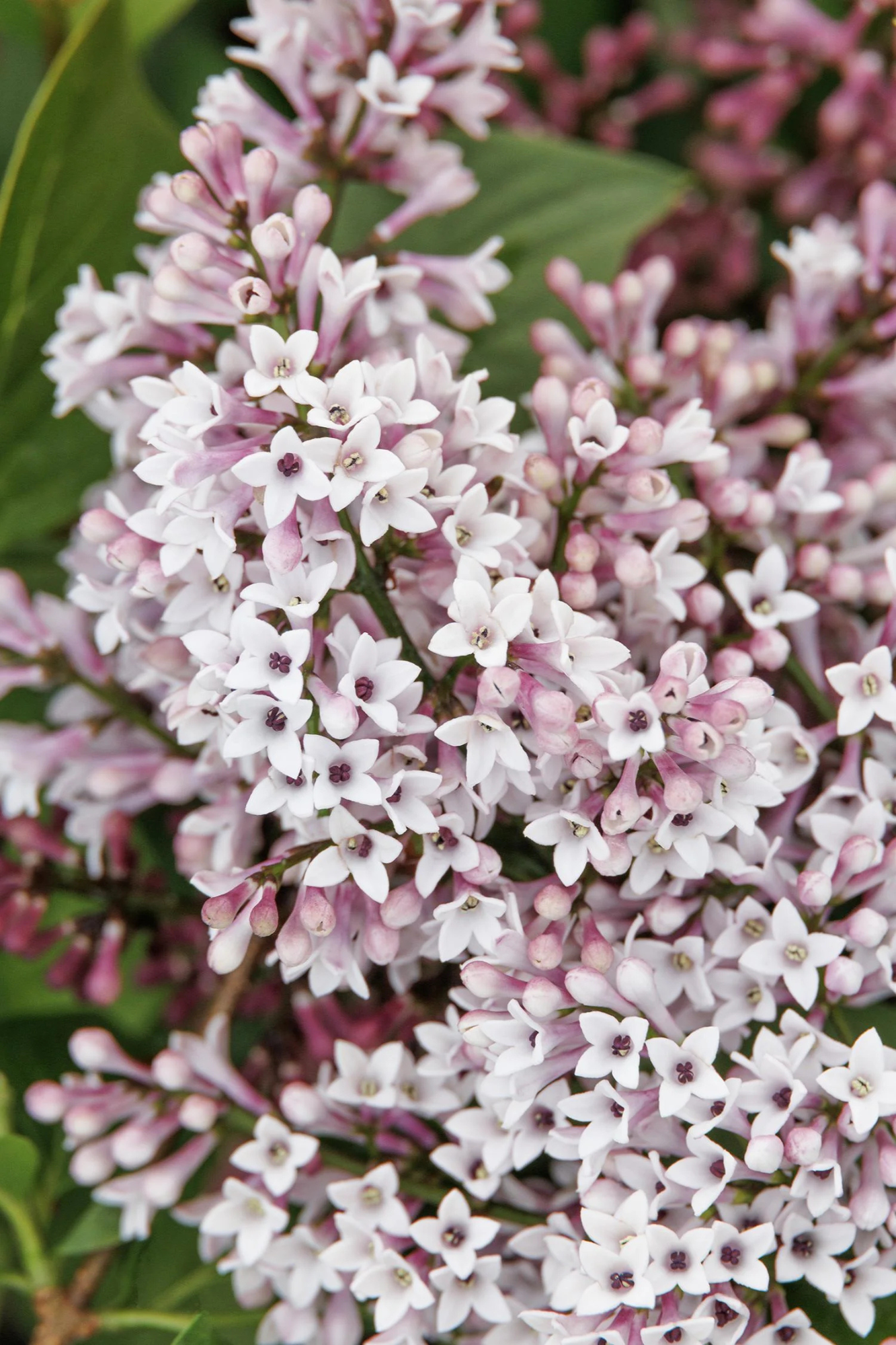 Lilac 'Little Darling'