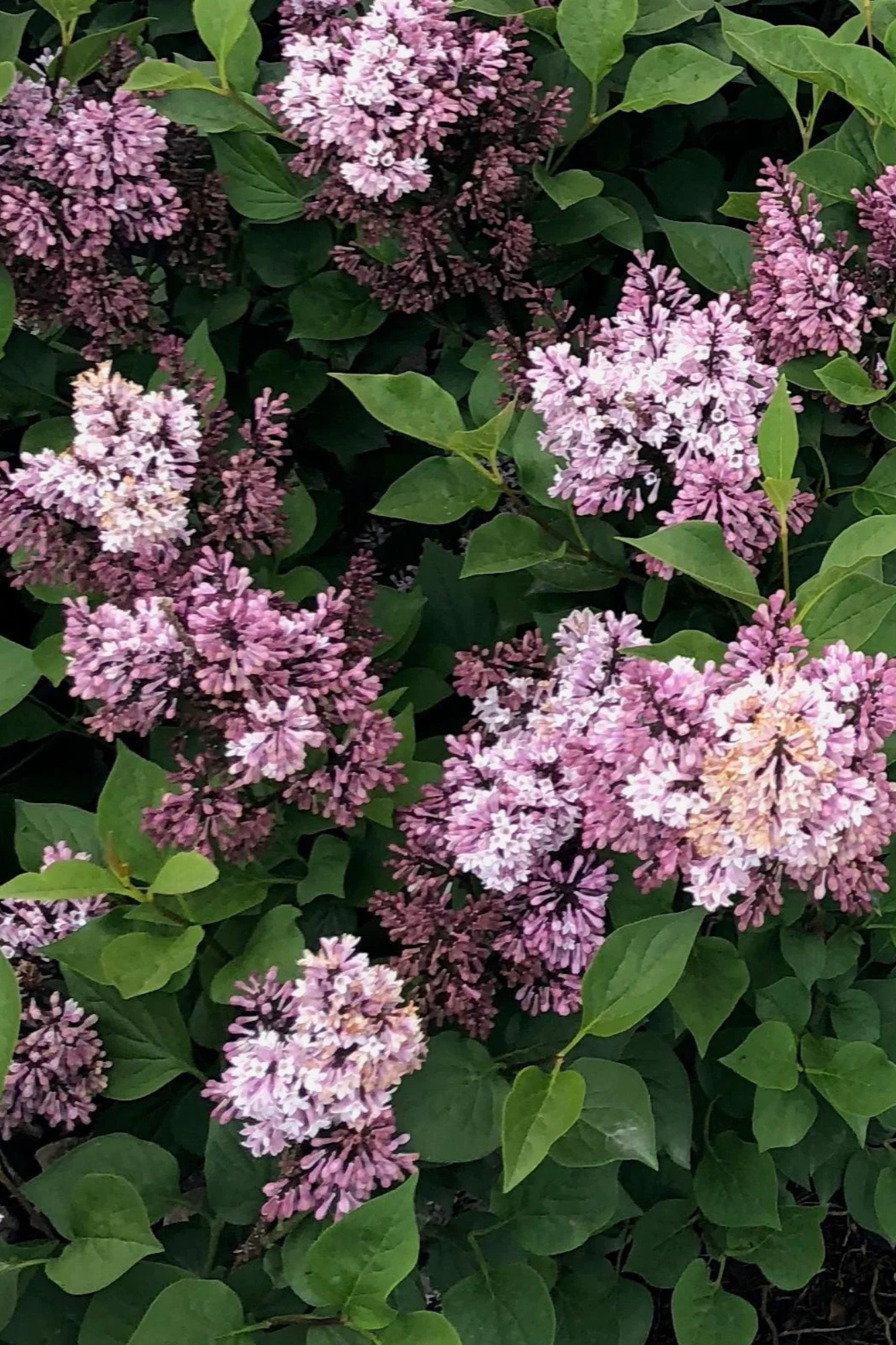 Lilac 'Little Darling'