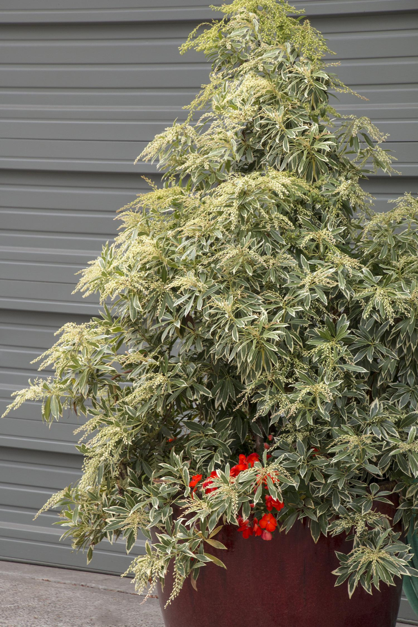 Variegated Japanese Pieris