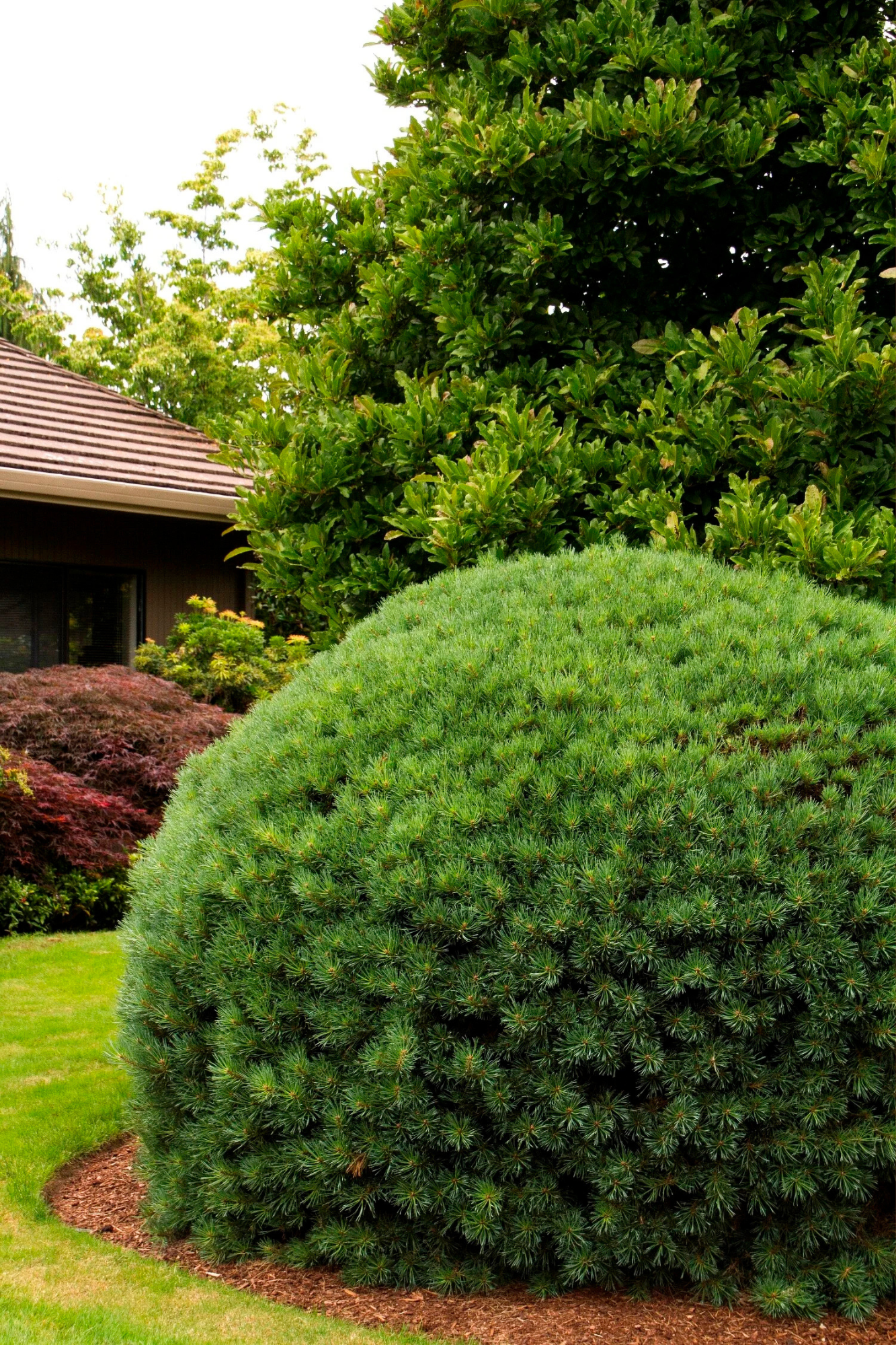 Dwarf Scotch Pine