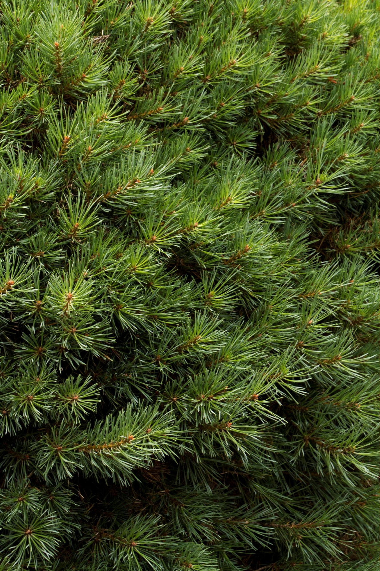 Dwarf Scotch Pine