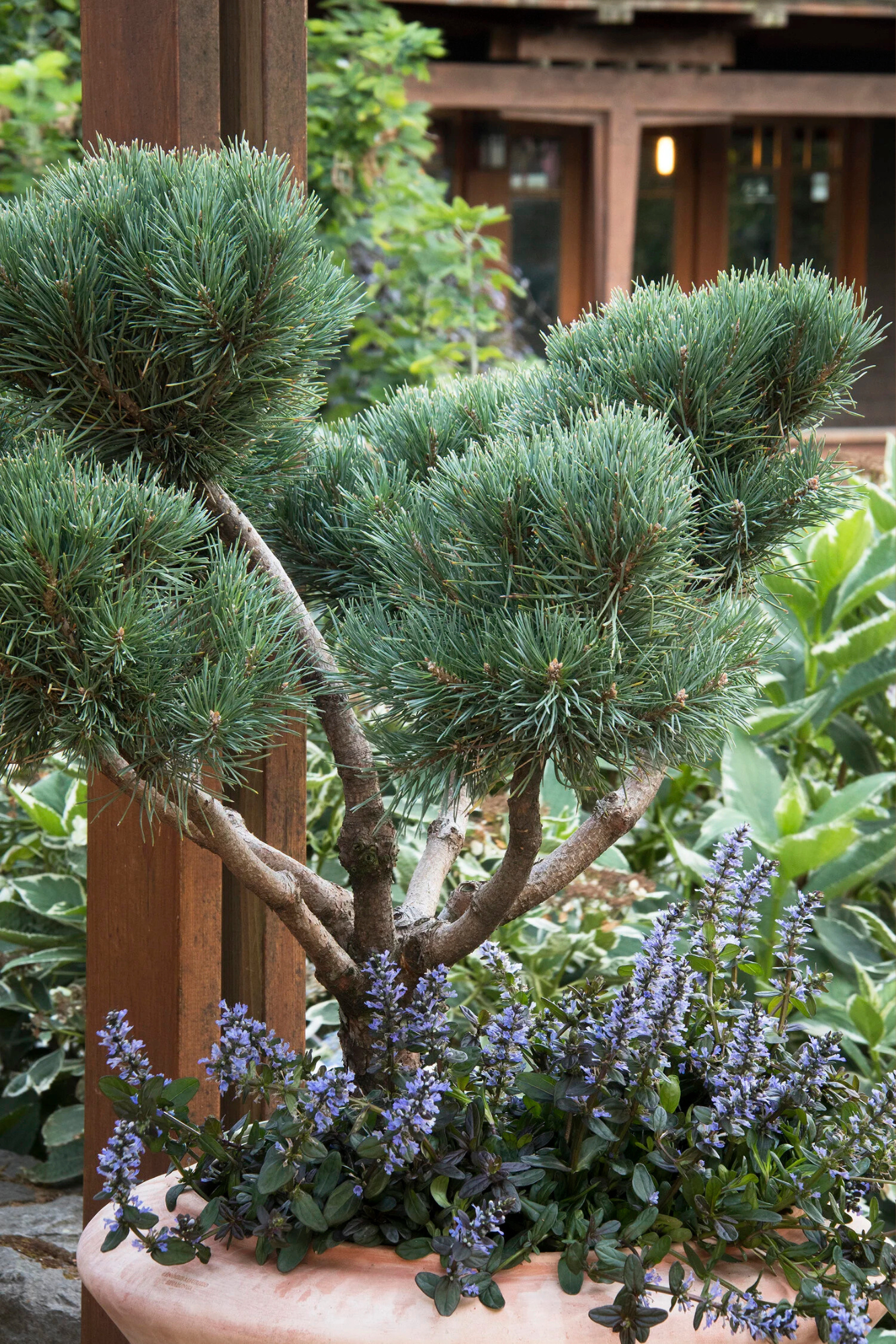 Dwarf Scotch Pine