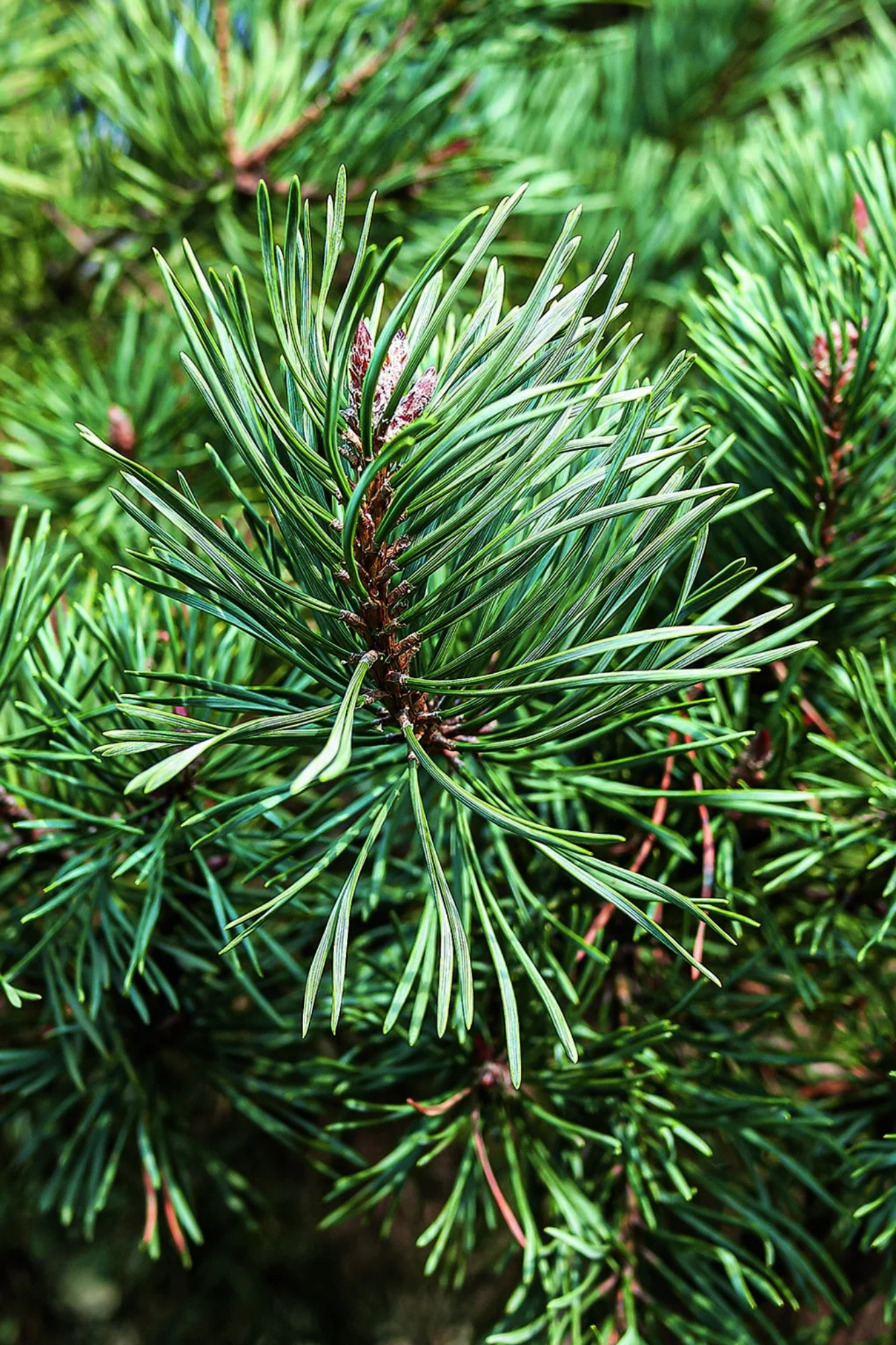 French Blue Scotch Pine