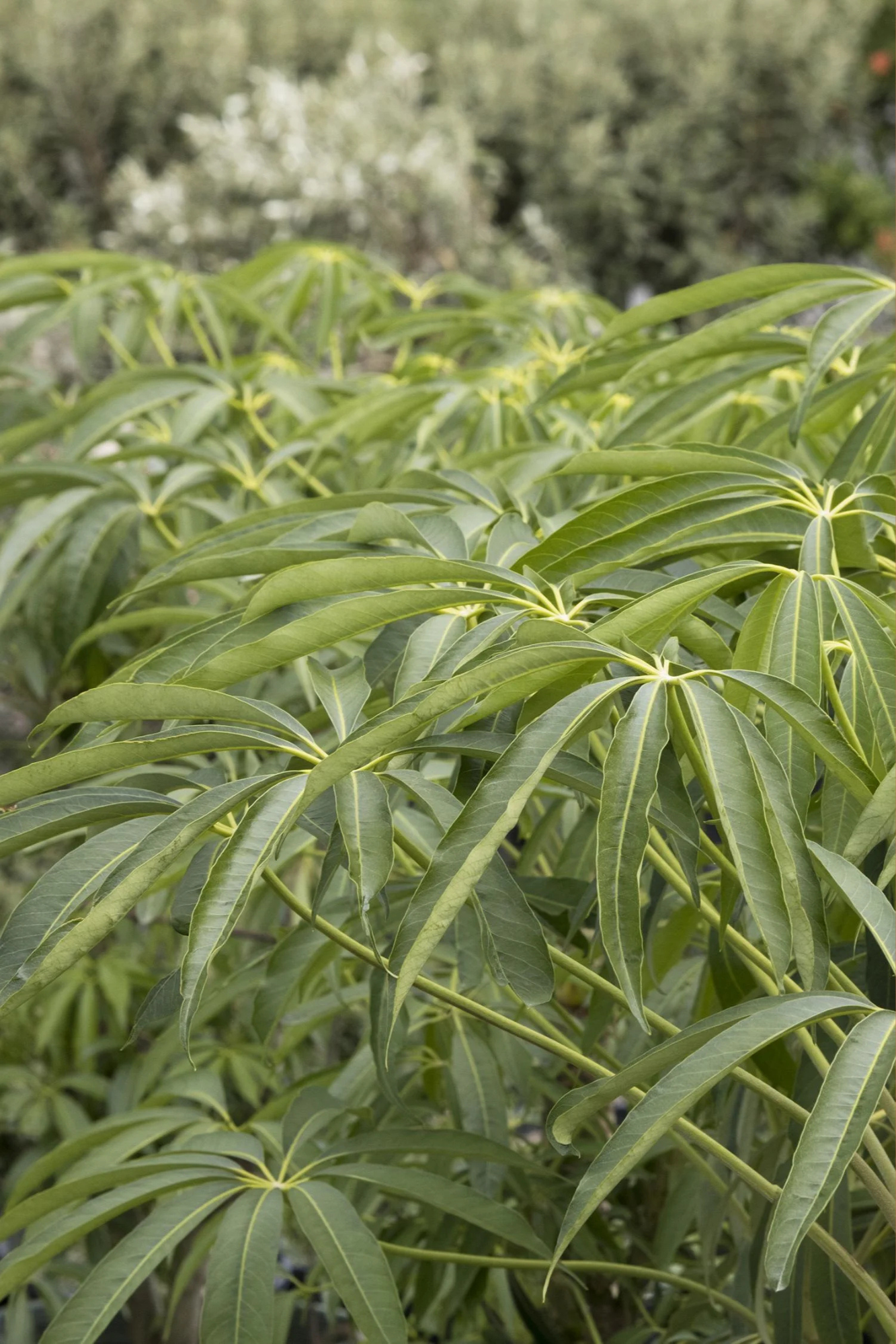 Winged Phoenix Schefflera