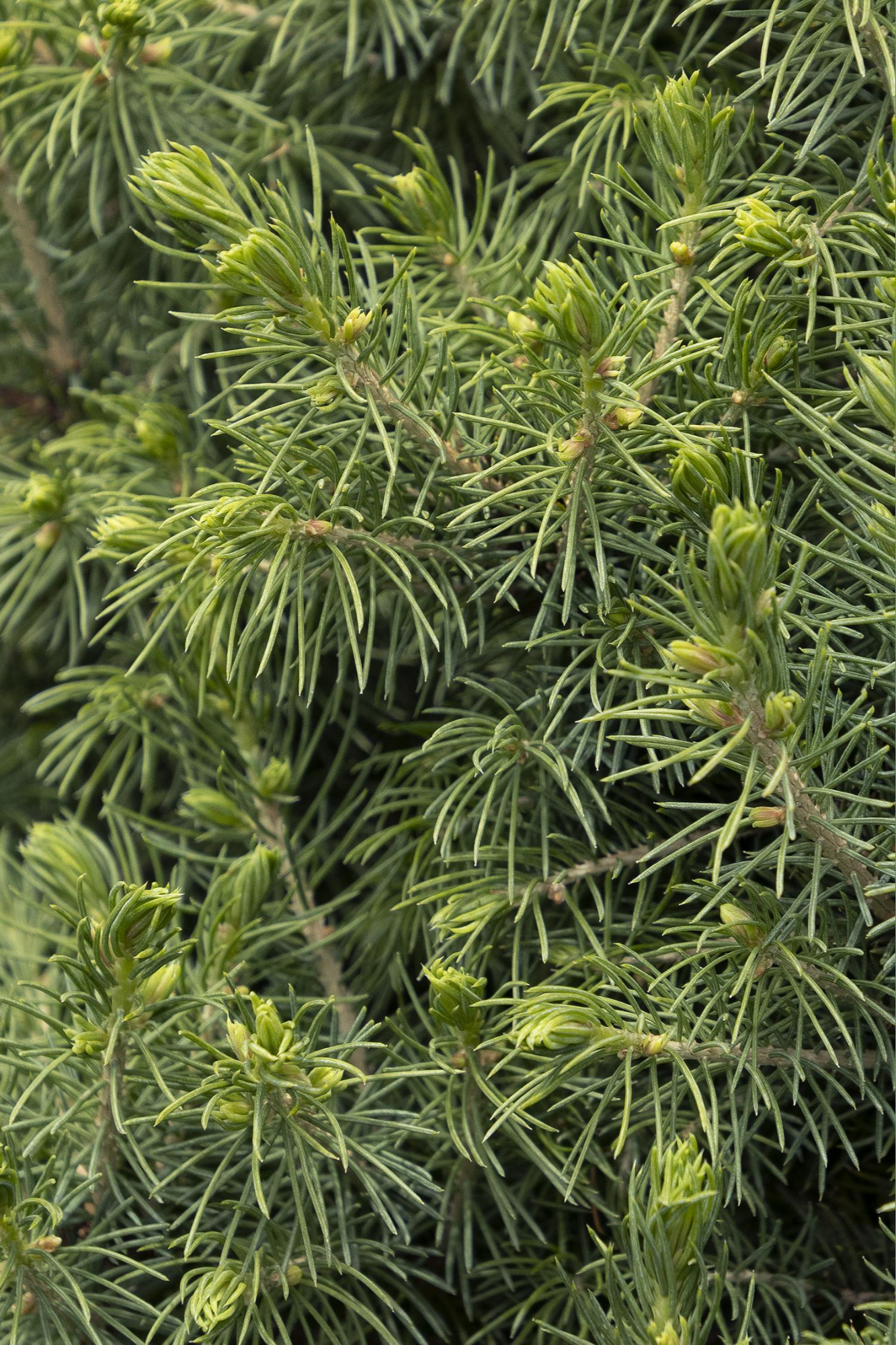 Dwarf Alberta Spruce