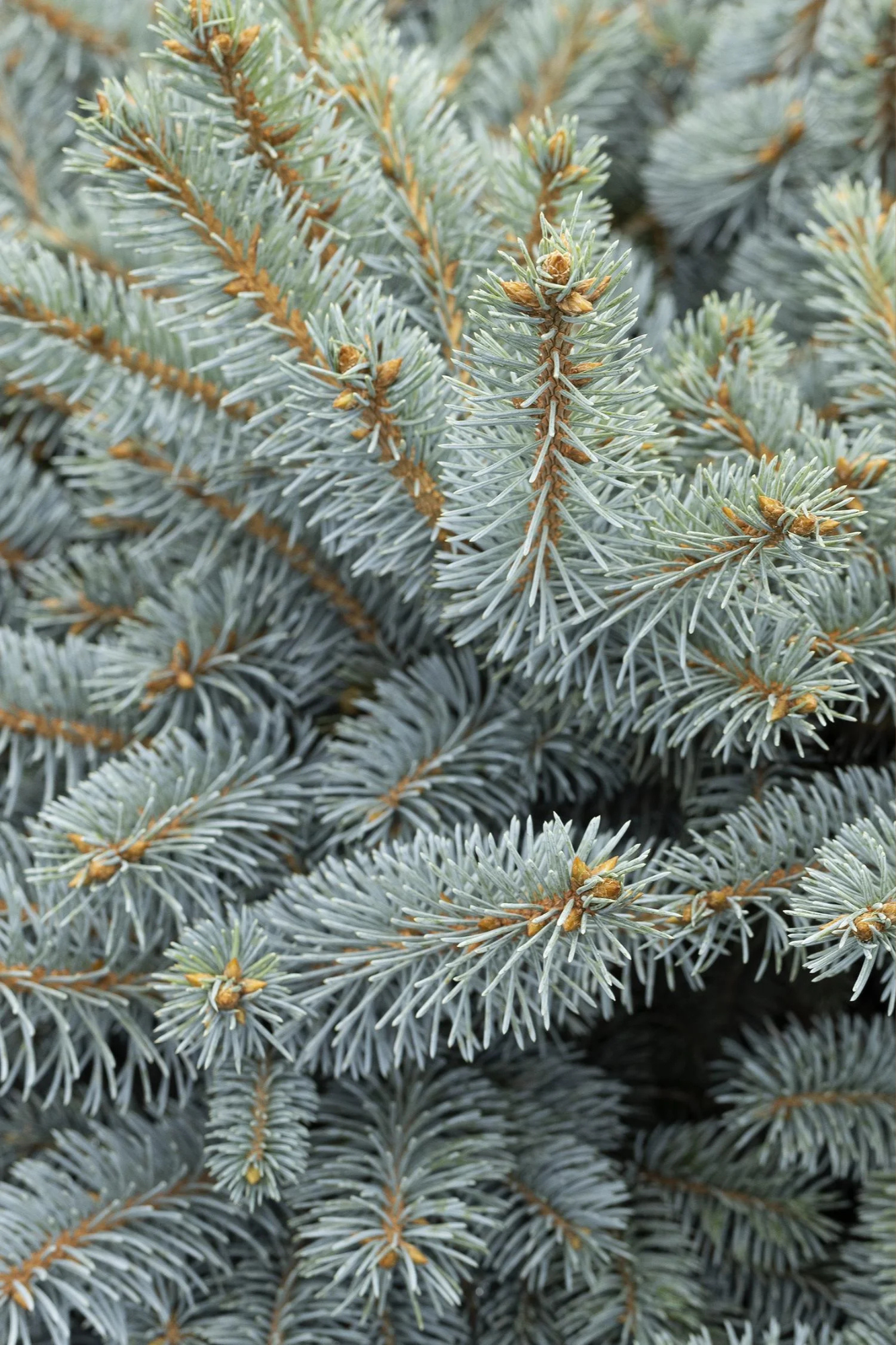 Dwarf Globe Blue Spruce