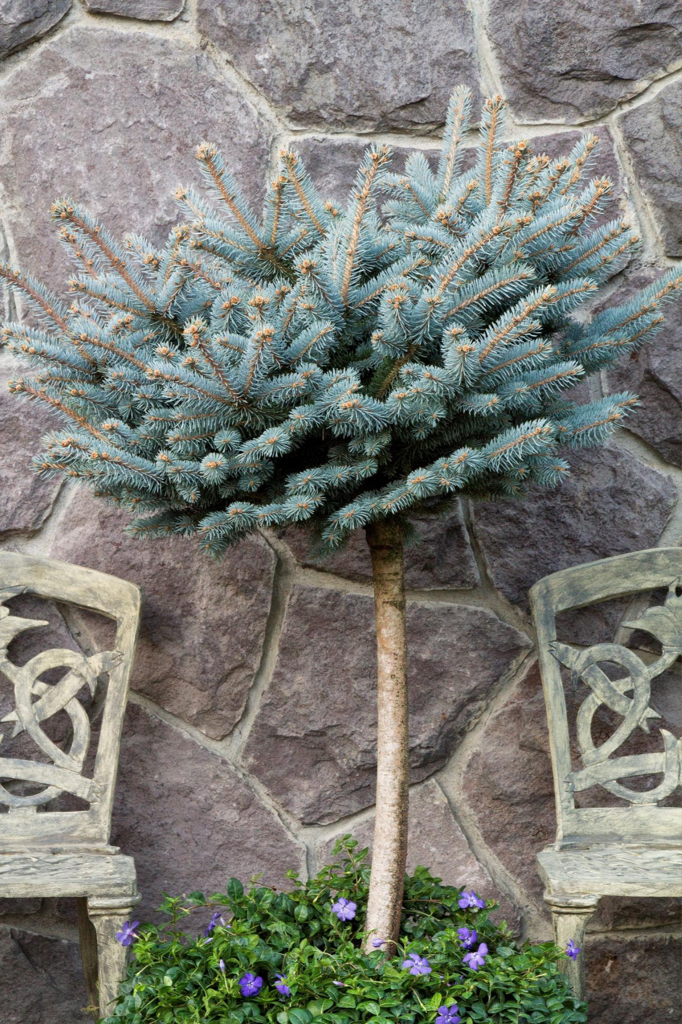 Dwarf Globe Blue Spruce