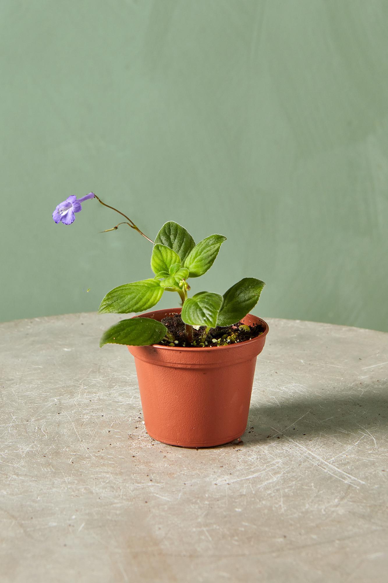 Streptocarpella 'Blueberry Creme'